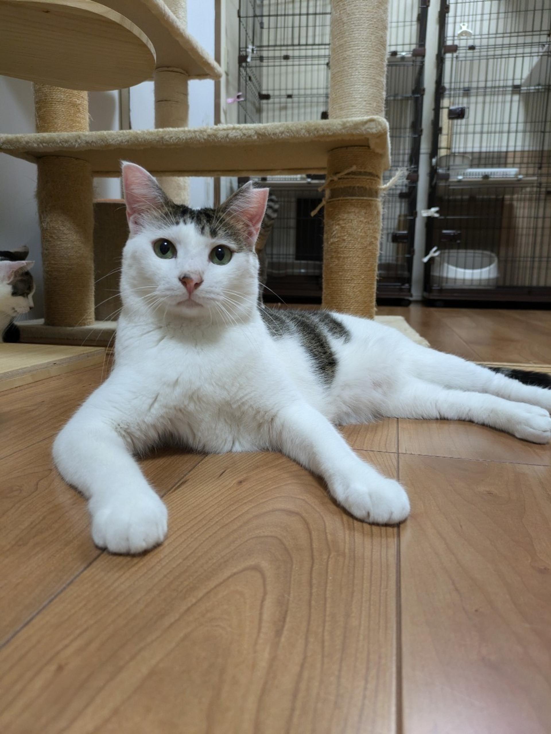pet-image-3