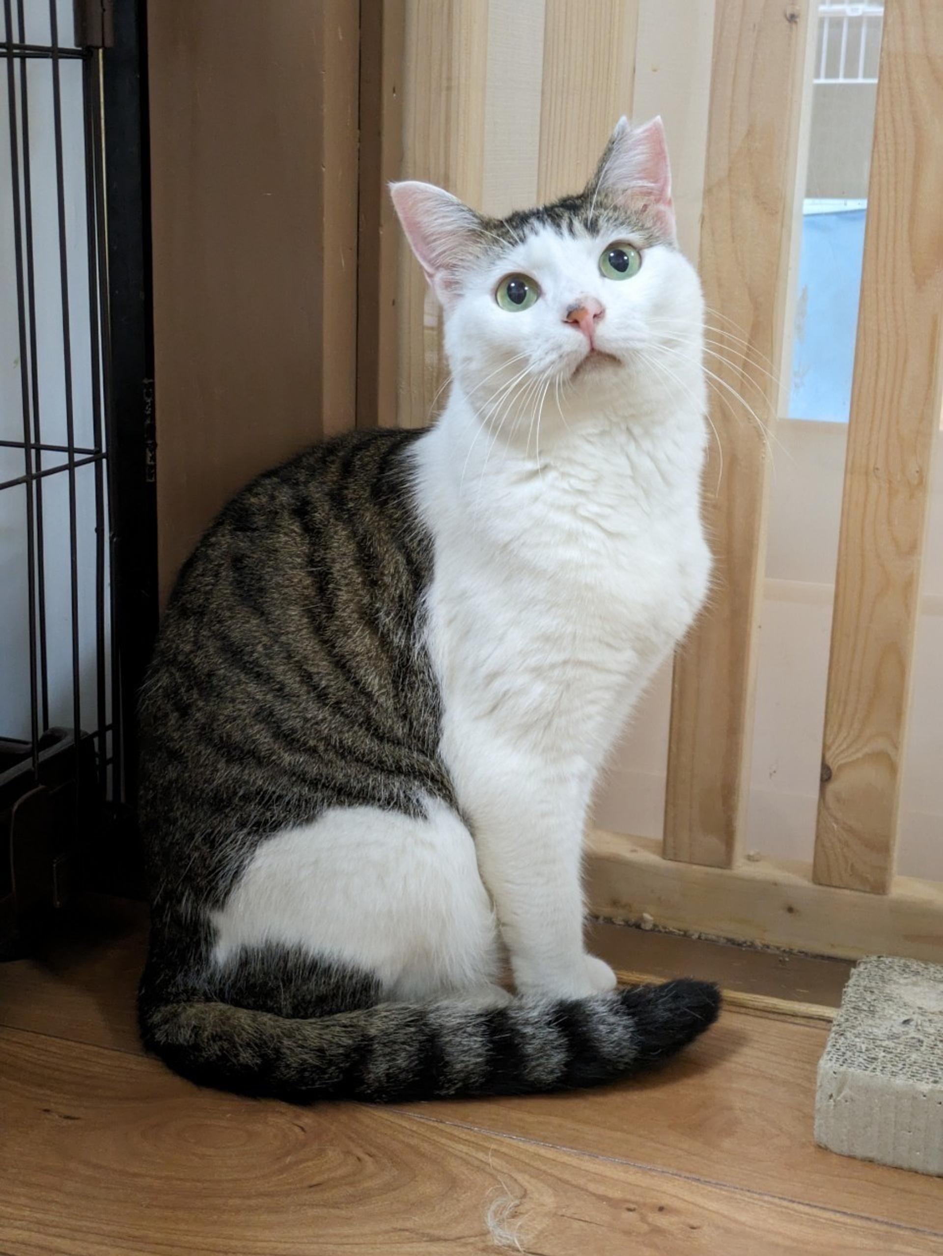 pet-image-5