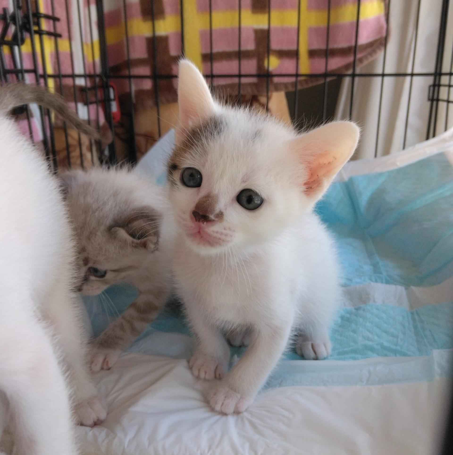 pet-image-2