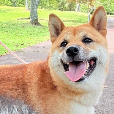 柴犬・メスの里親募集の写真