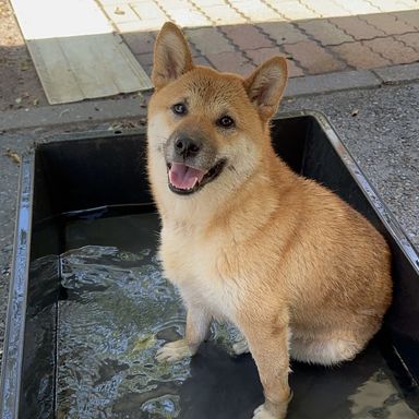 てまり