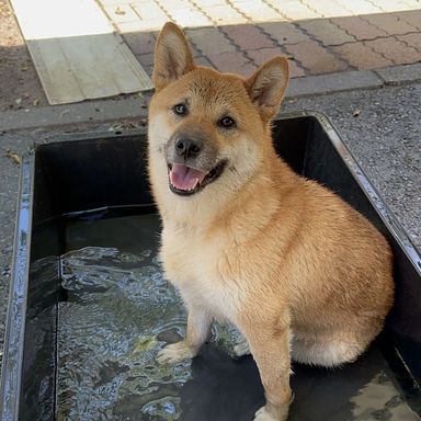 てまり