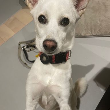 雑種（ミックス犬）・オスの里親募集の写真