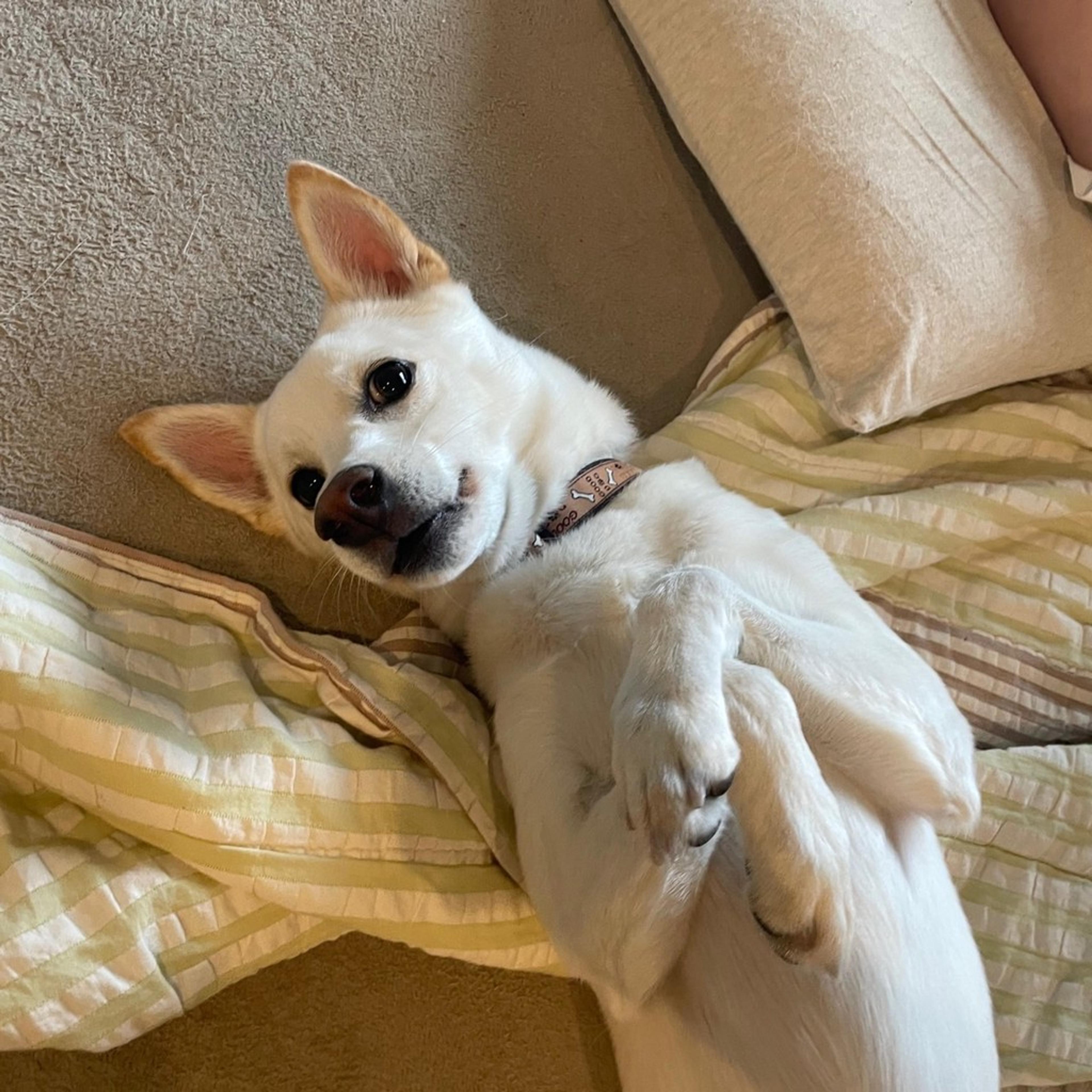 pet-image-7