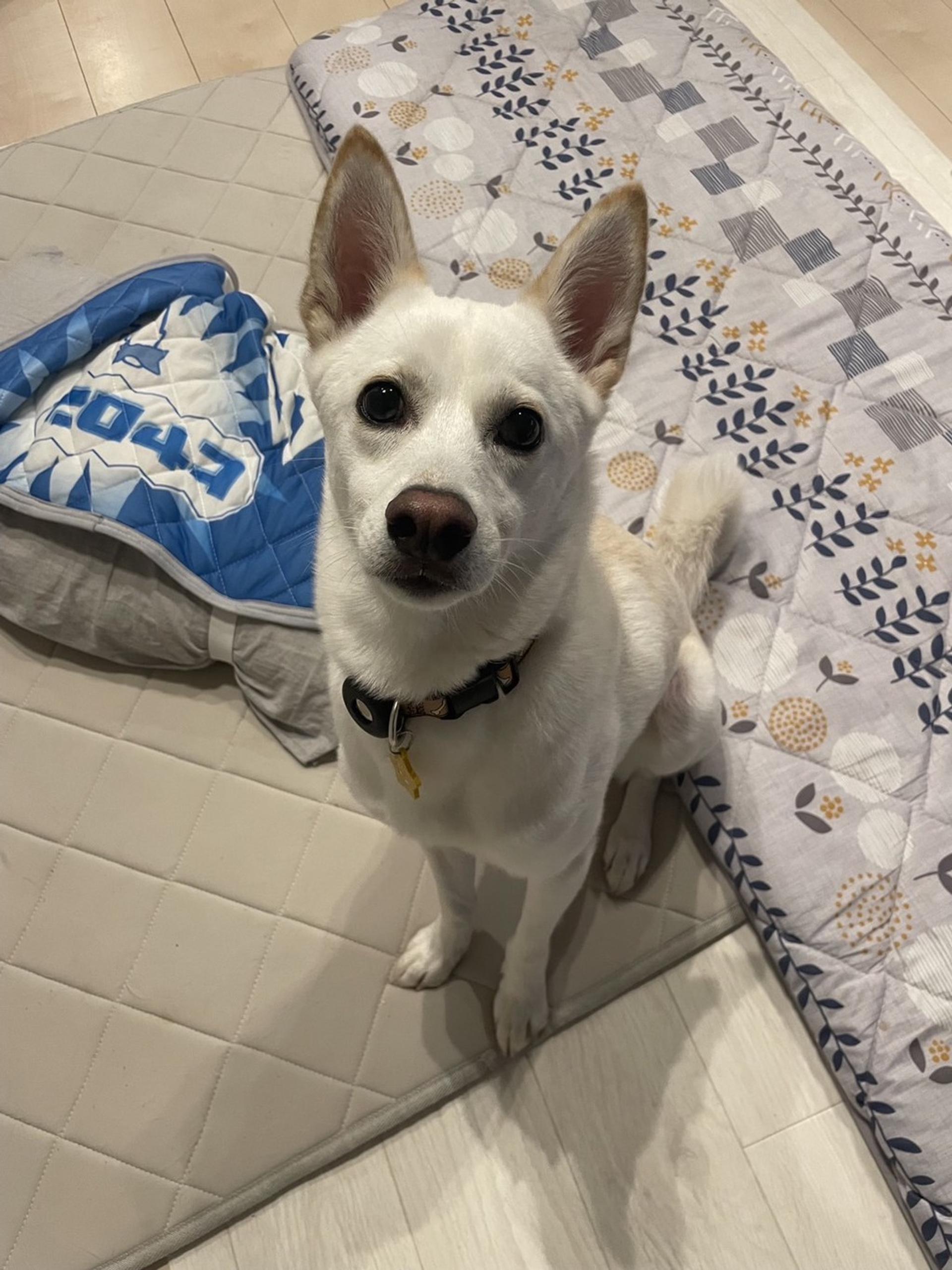 pet-image-3