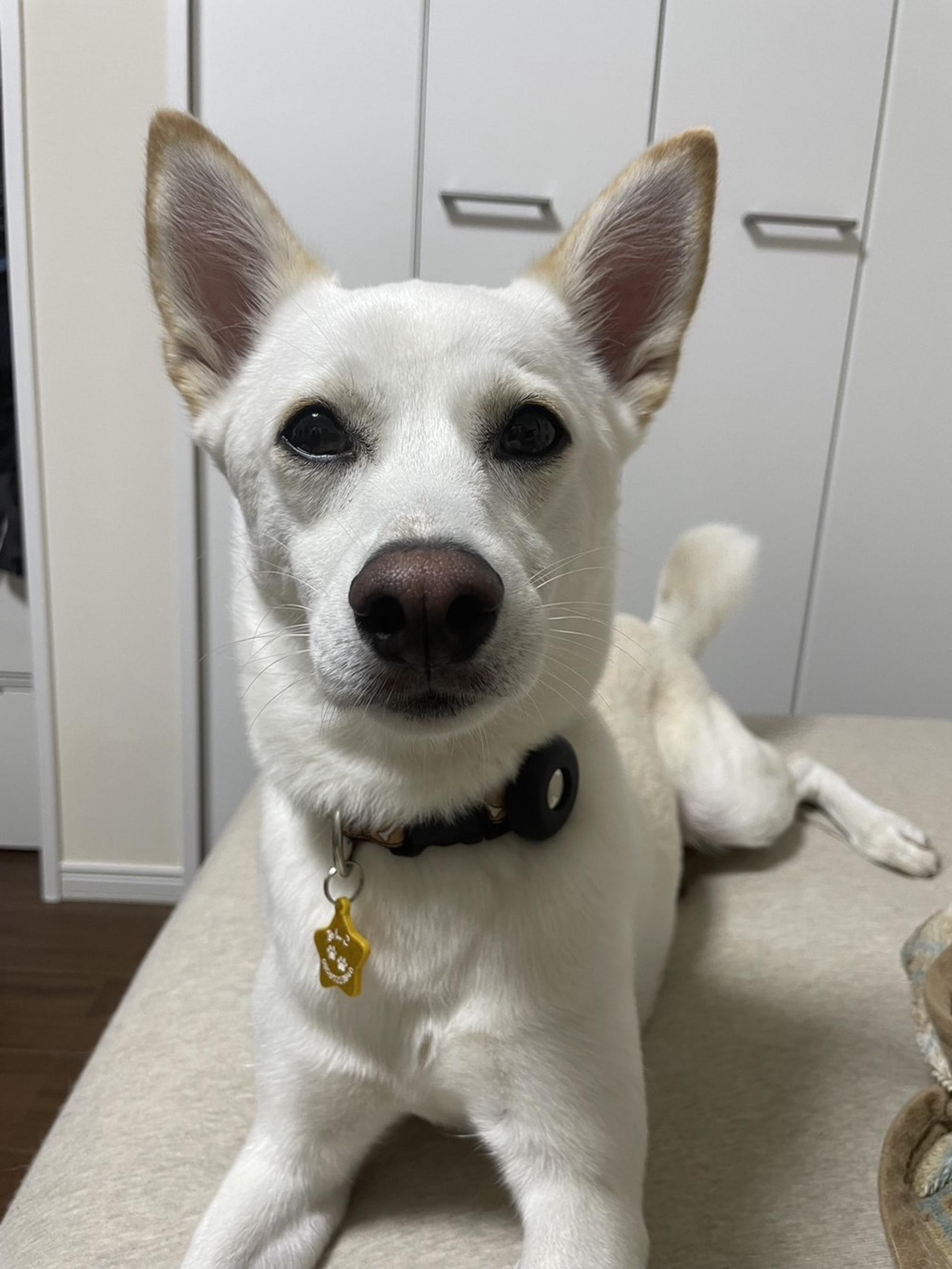 pet-image-4