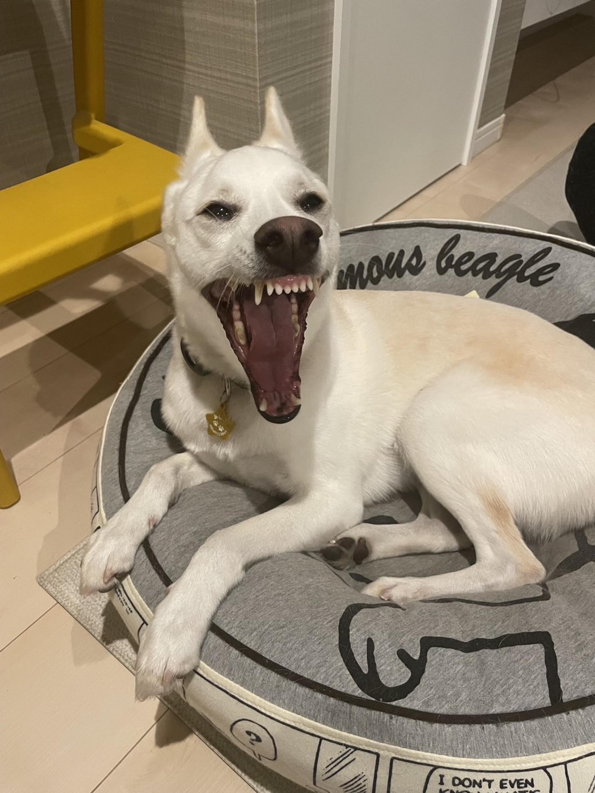 pet-image-5