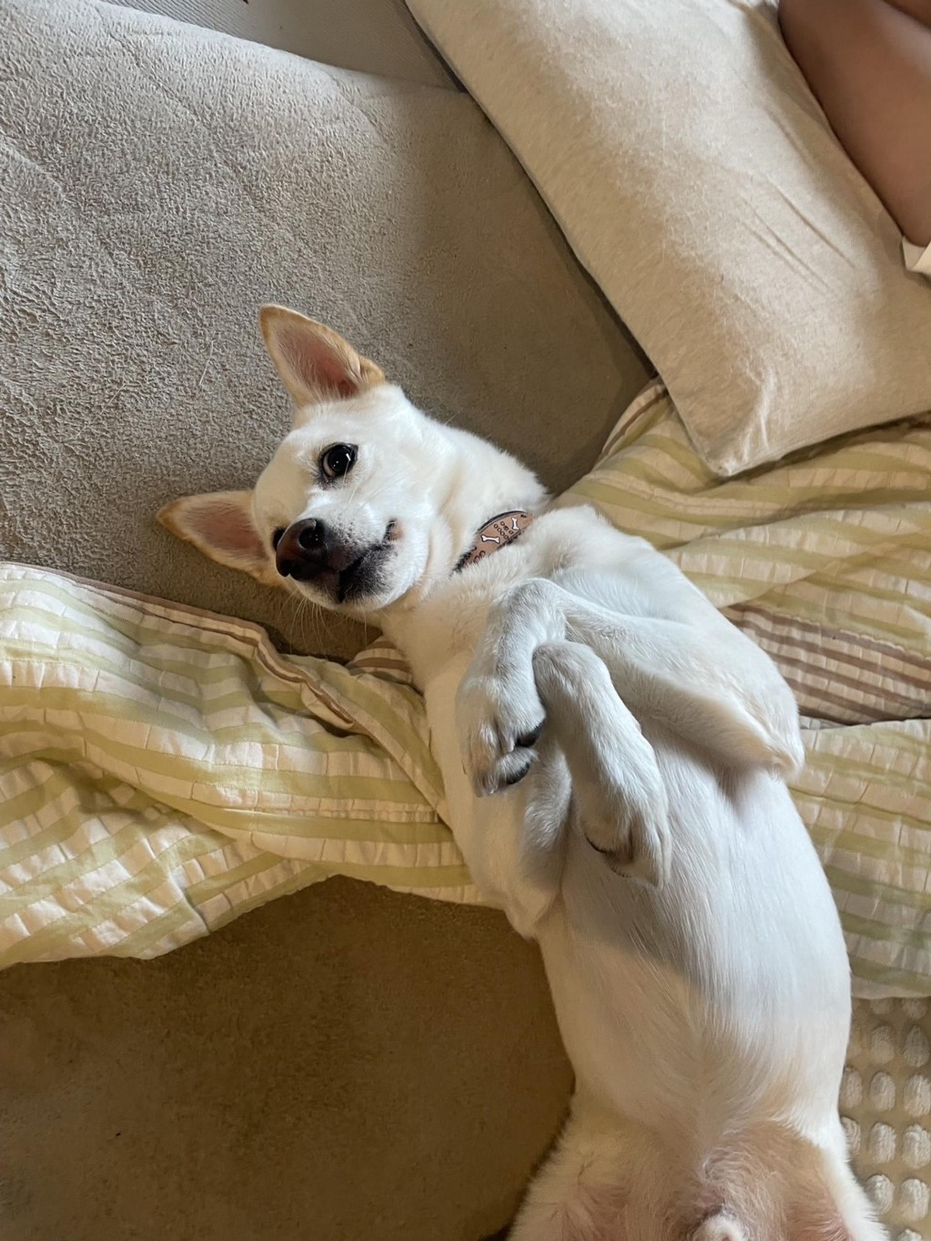 pet-image-7