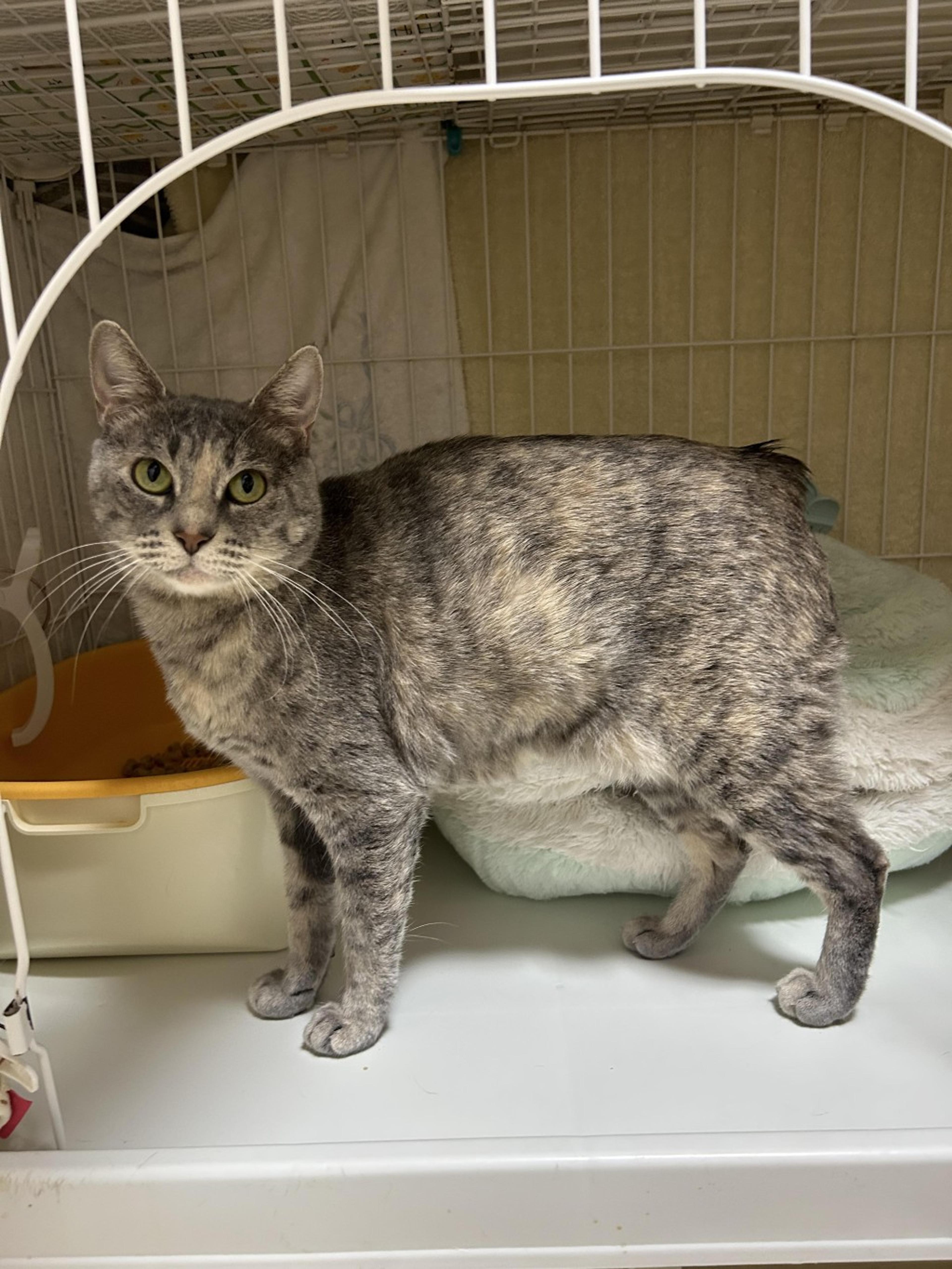 pet-image-9