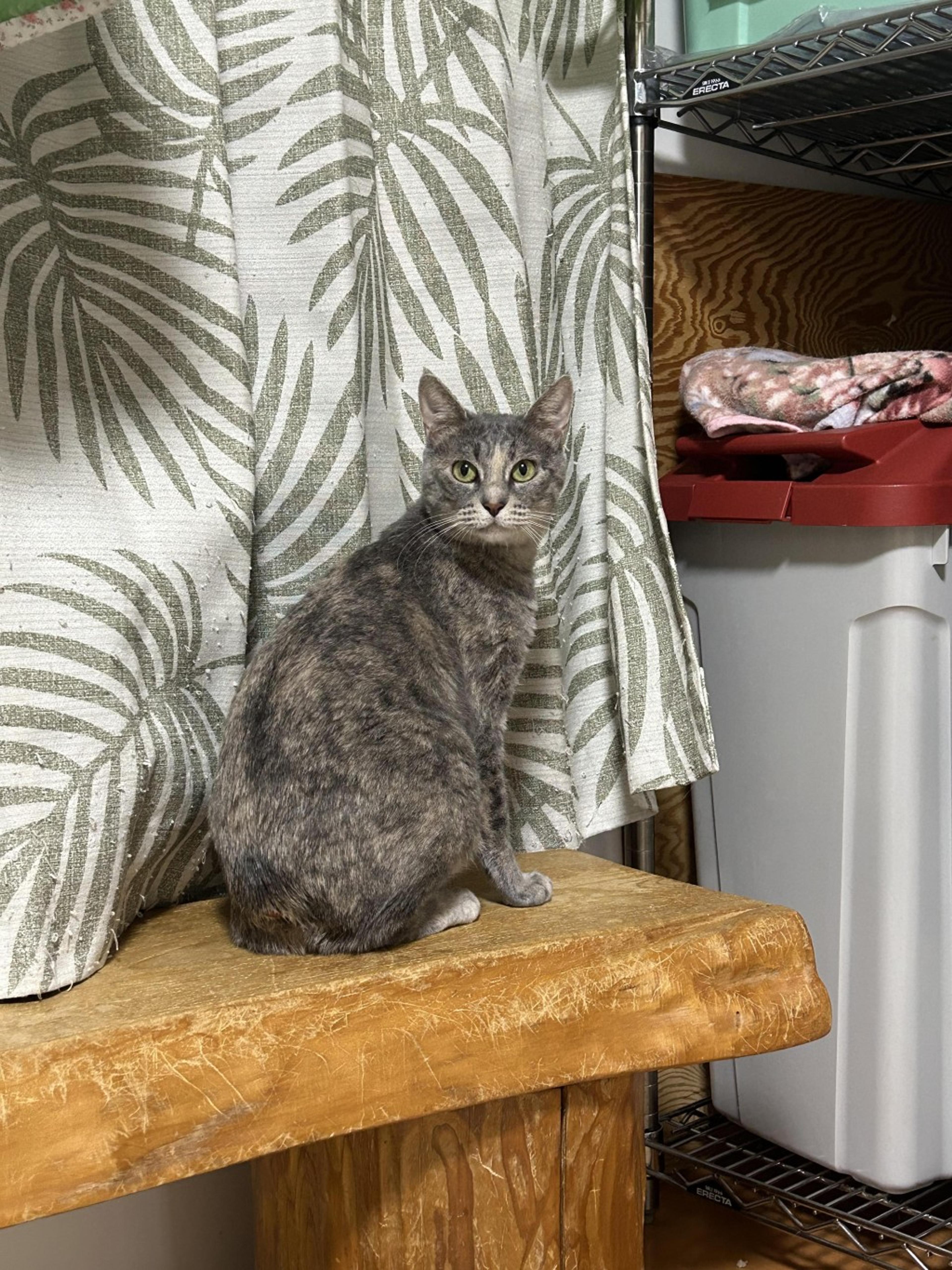 pet-image-2