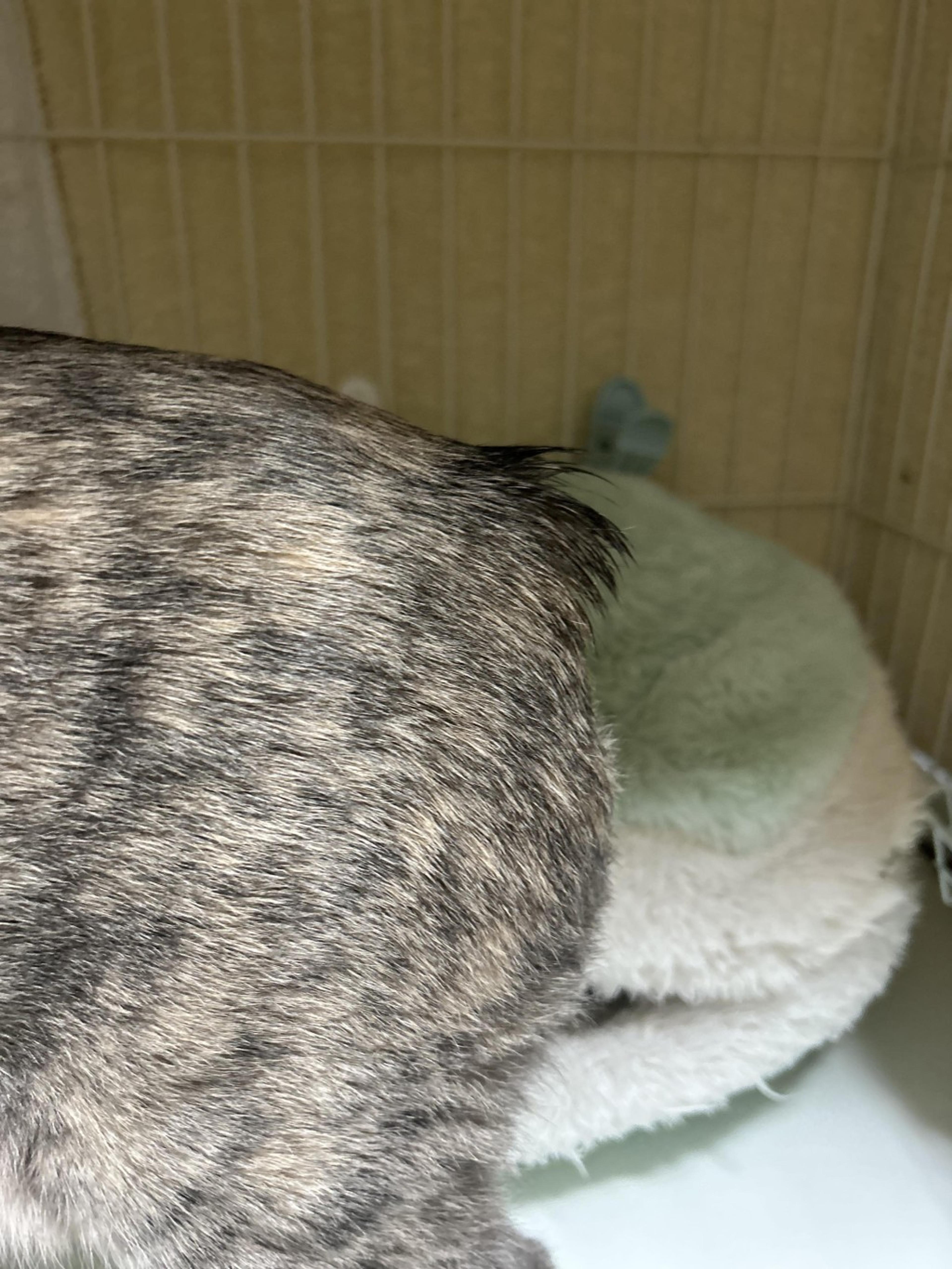 pet-image-4