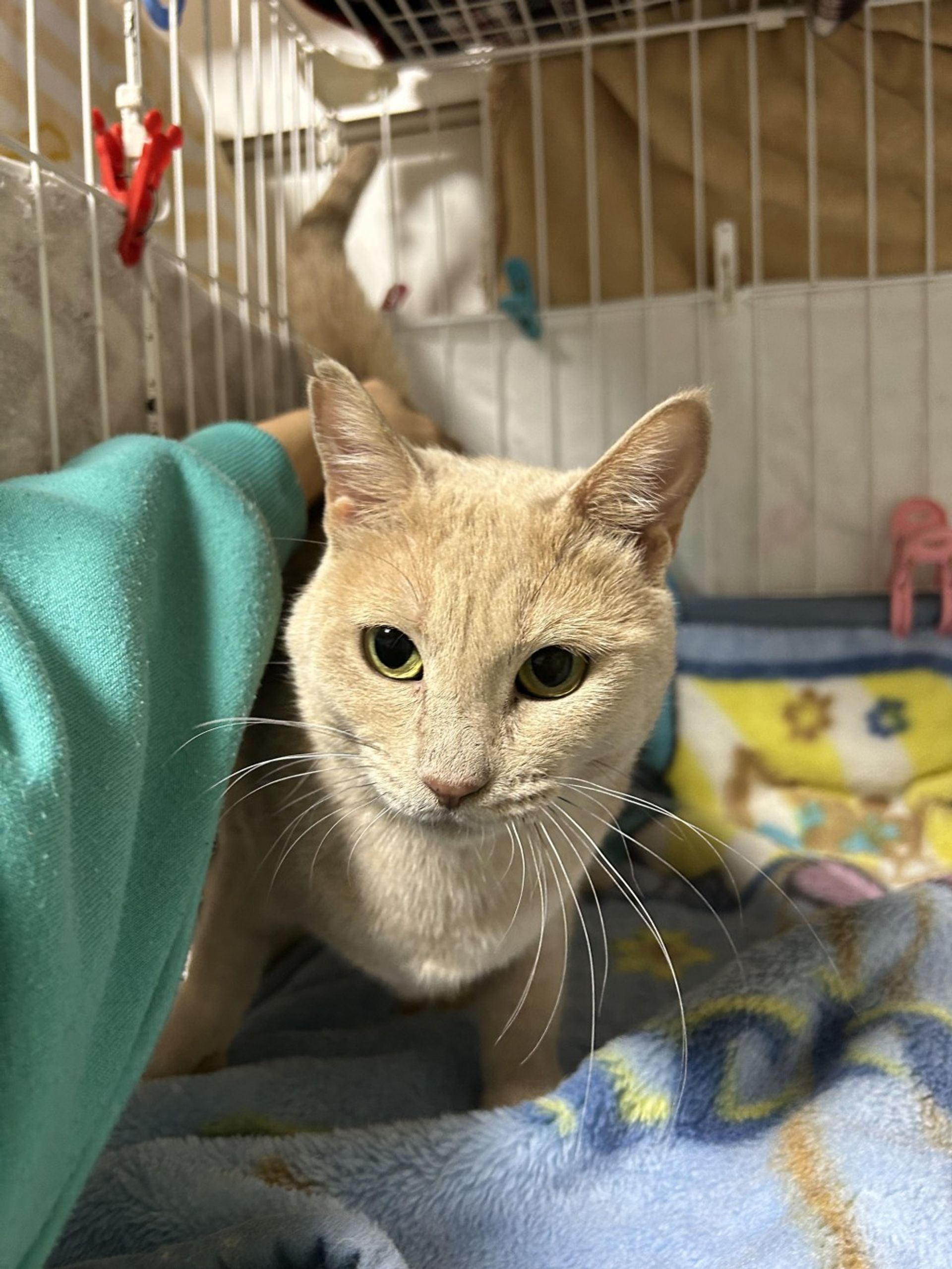 雑種（ミックス猫）・メスの里親募集の写真