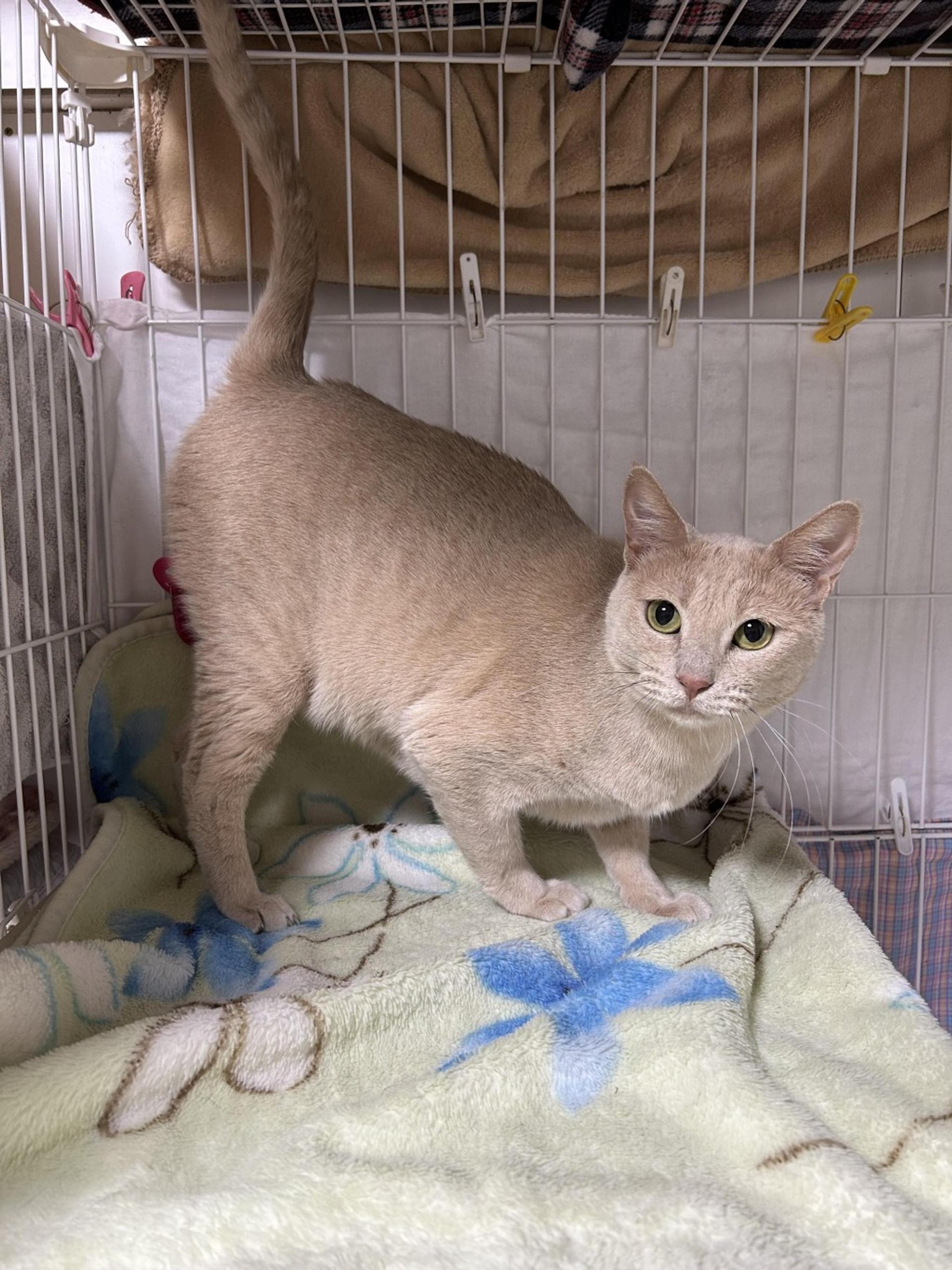 pet-image-5