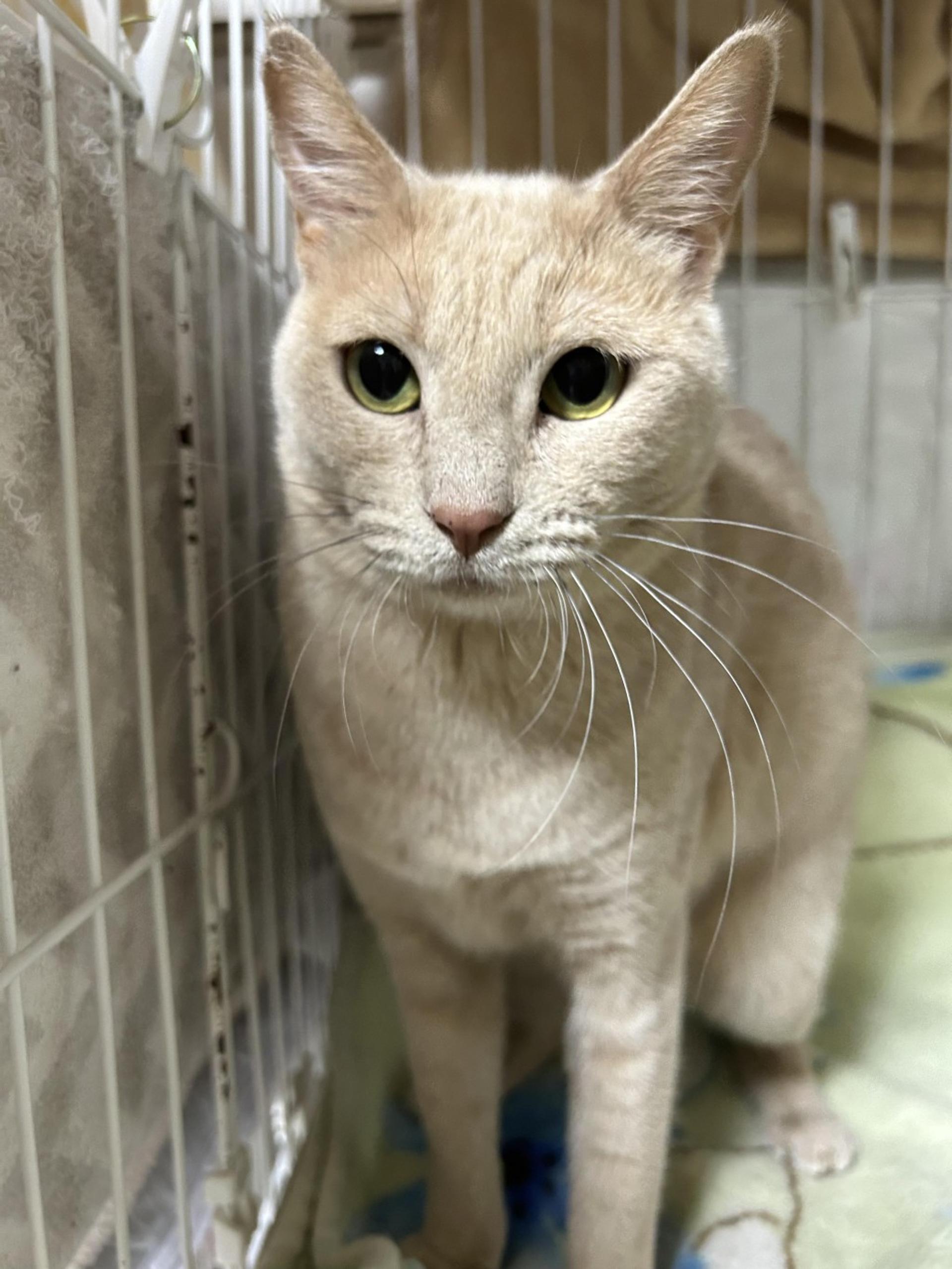 pet-image-4