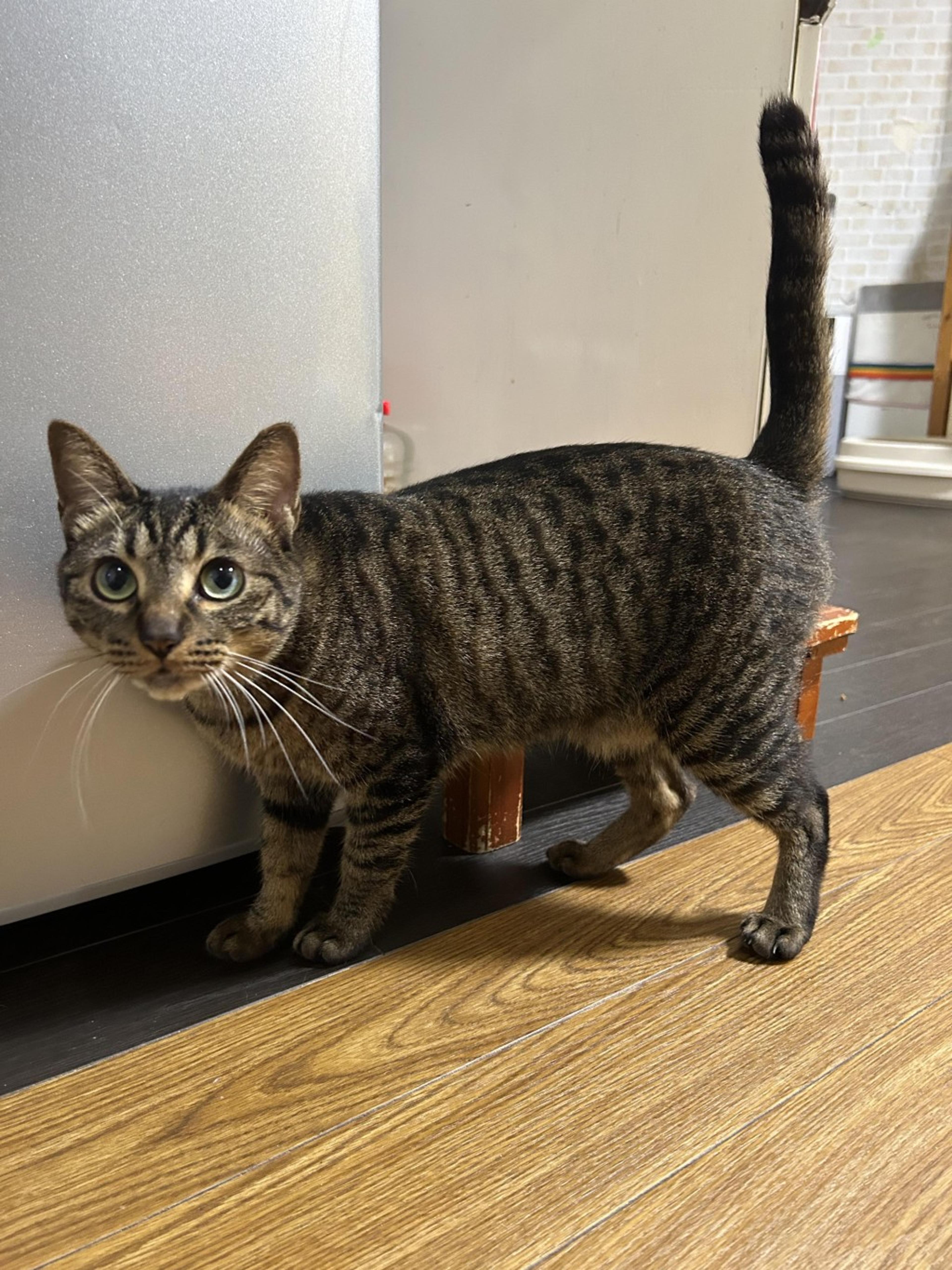 pet-image-3