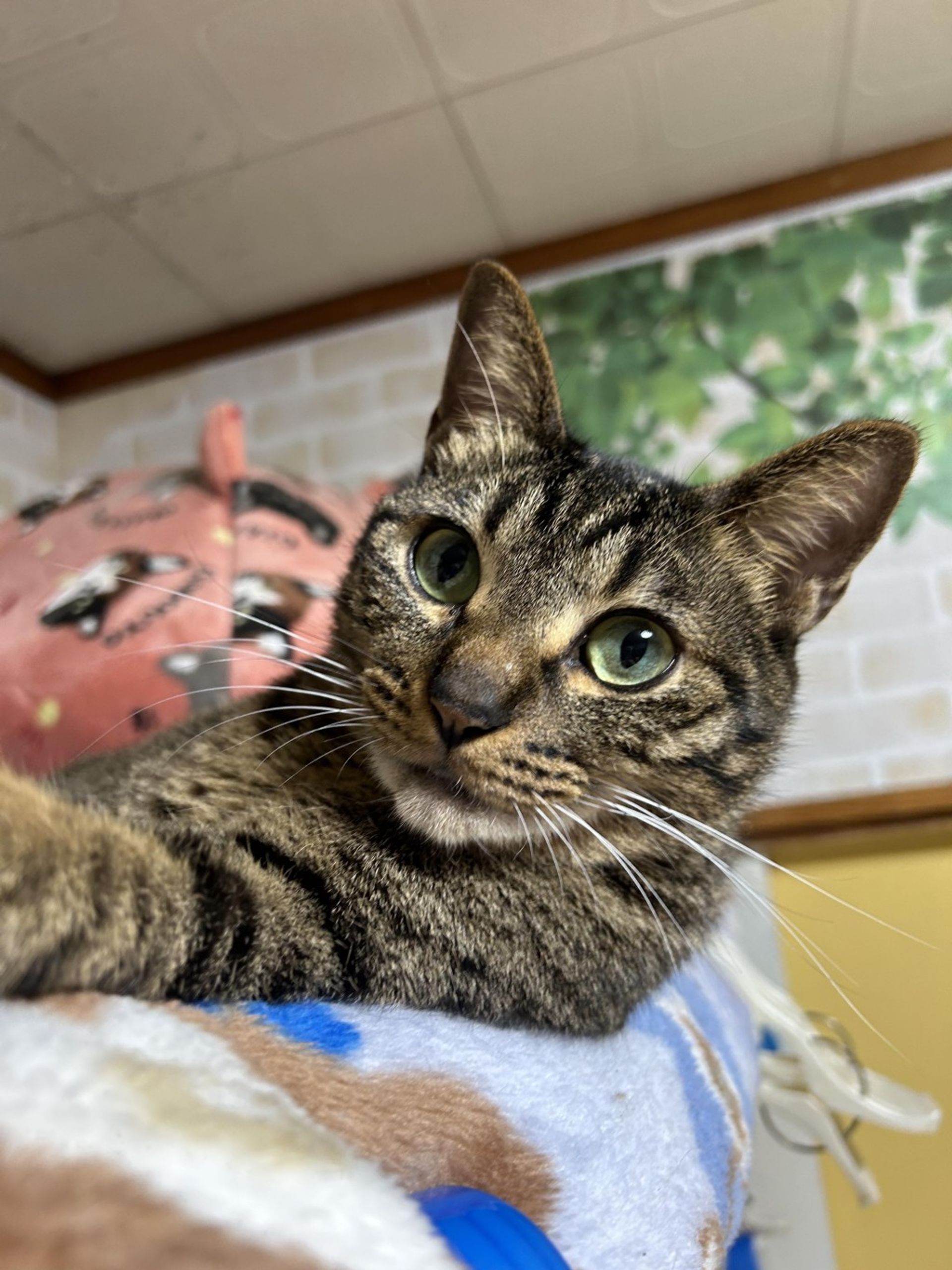 雑種（ミックス猫）・メスの里親募集の写真