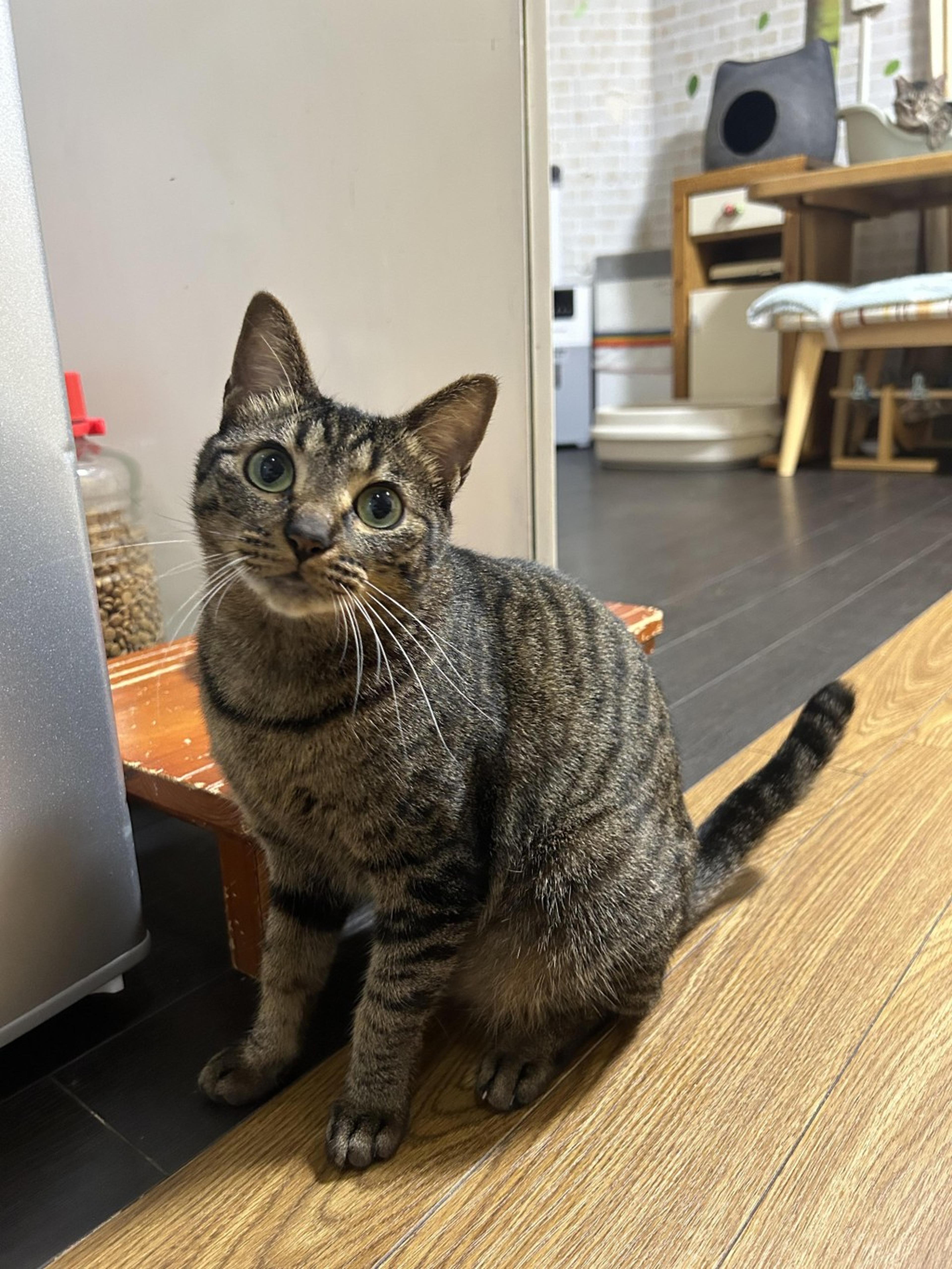 pet-image-7