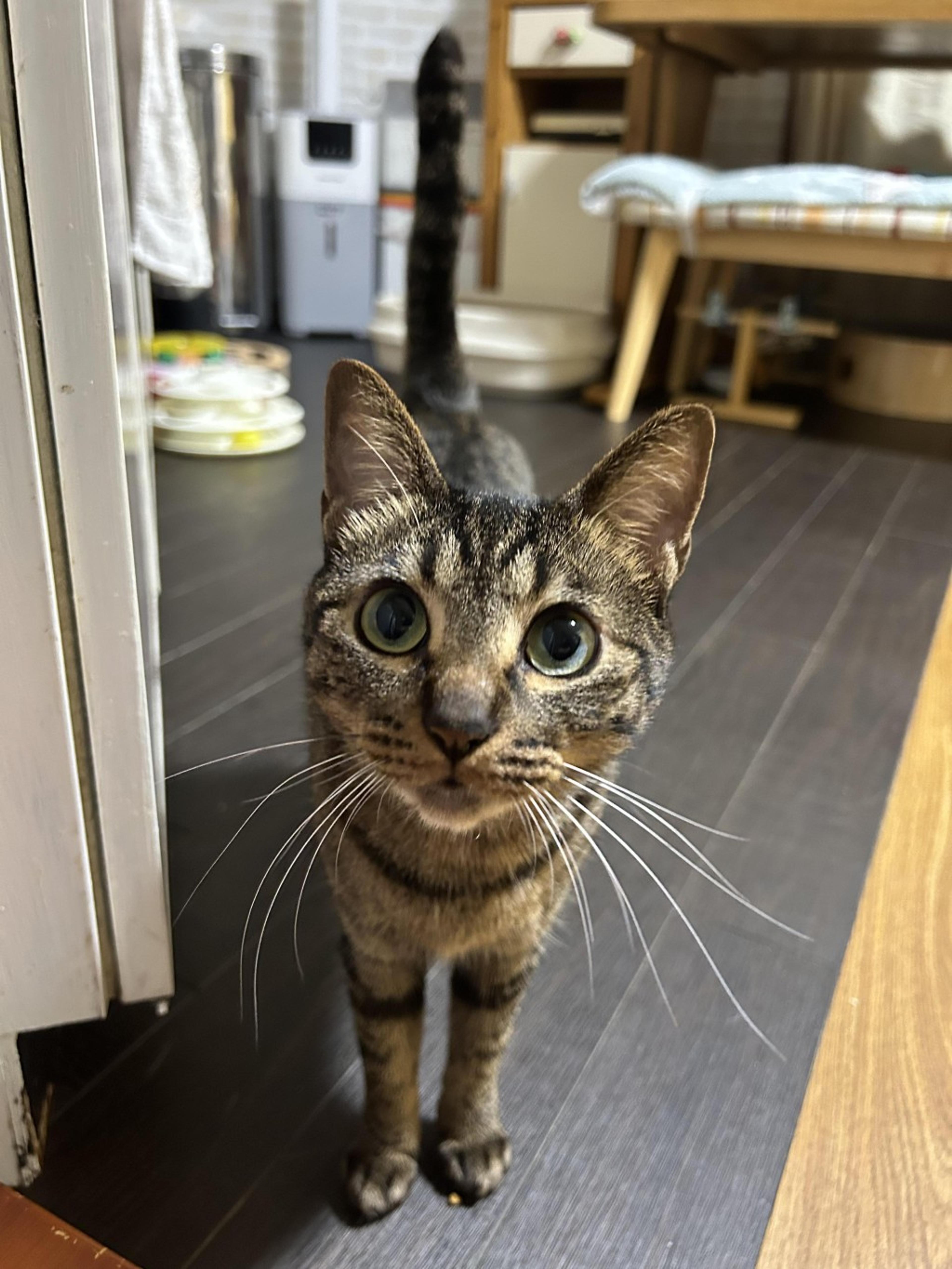 pet-image-6