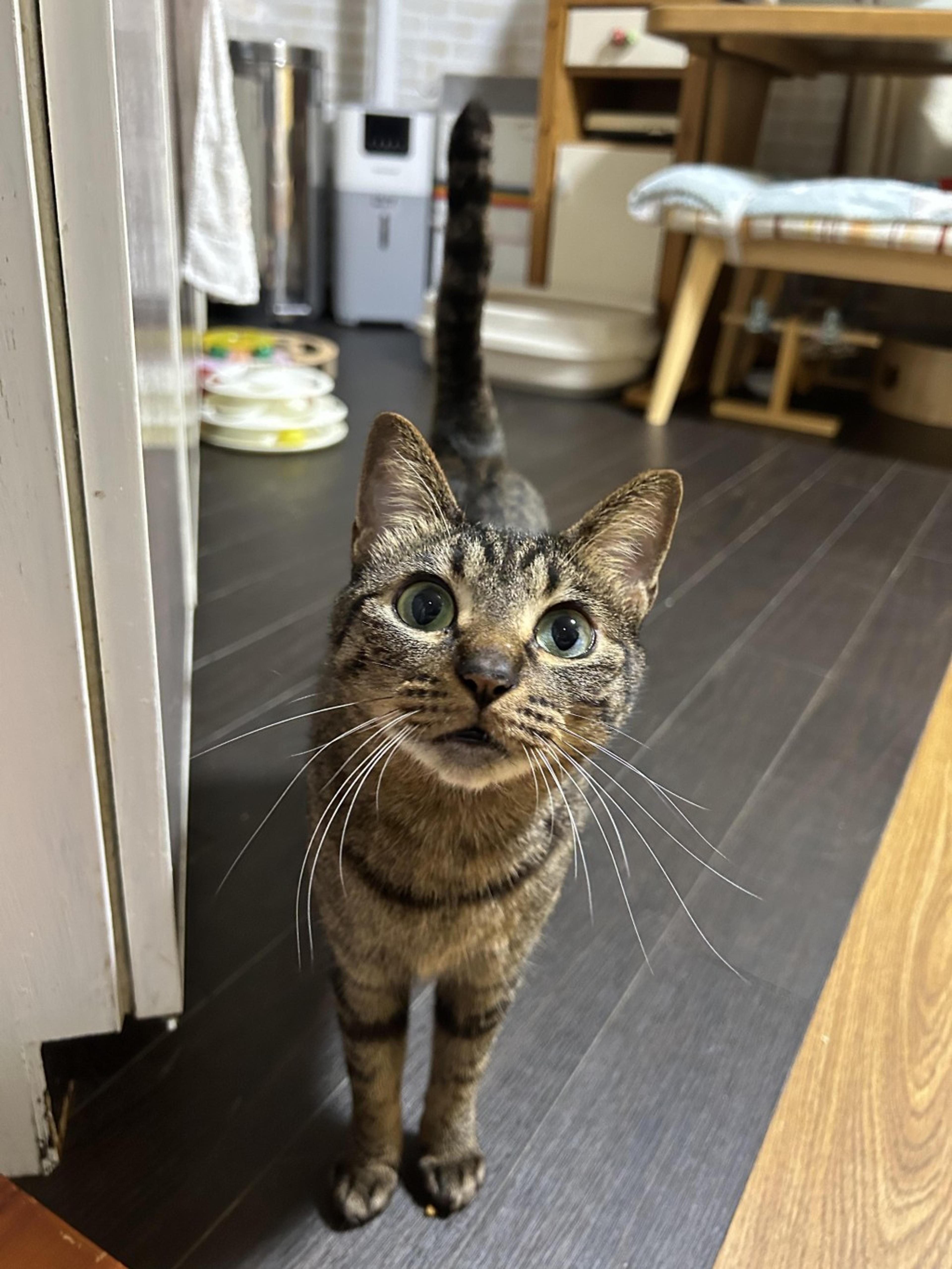 pet-image-9