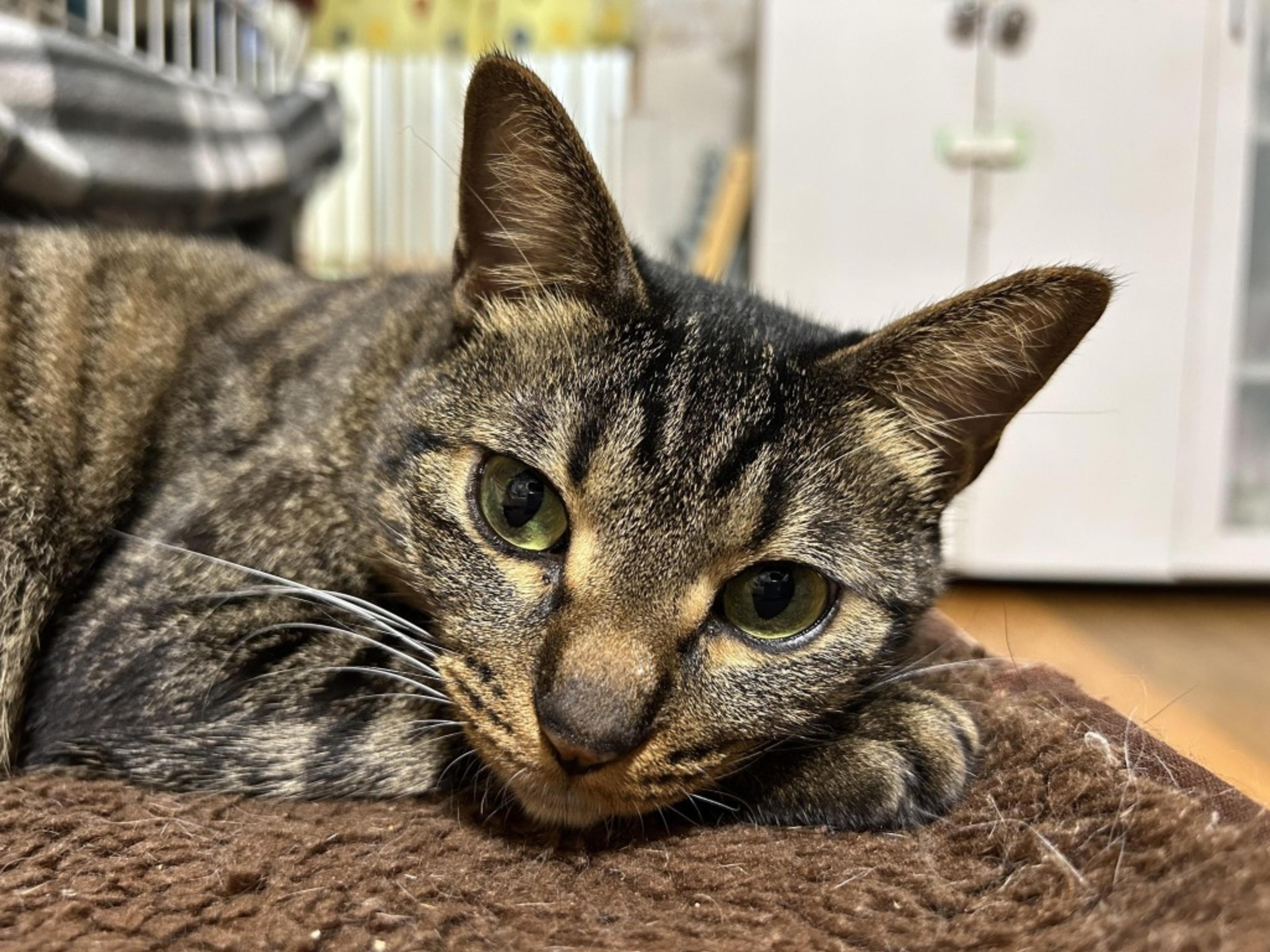 pet-image-5