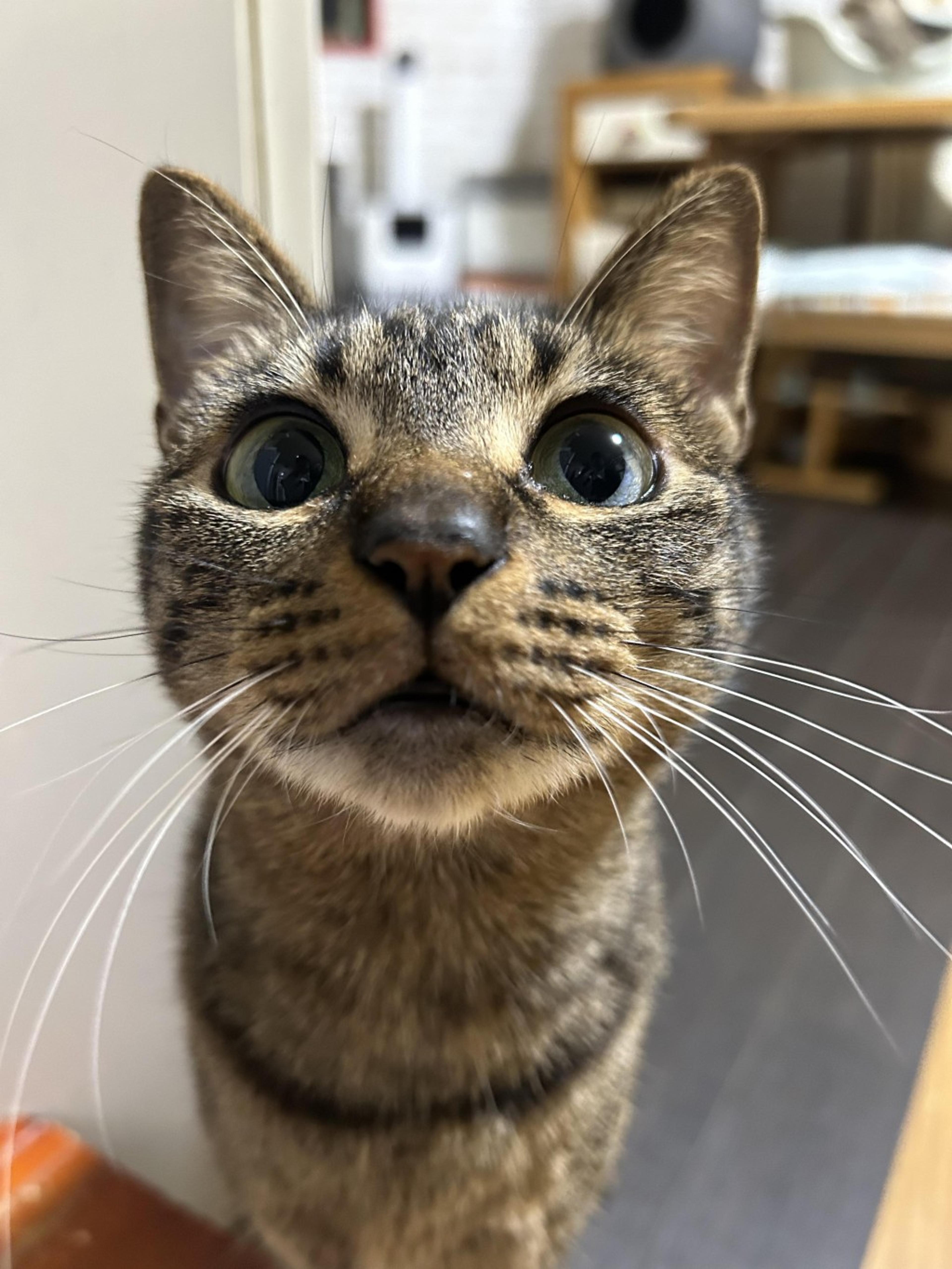 pet-image-8