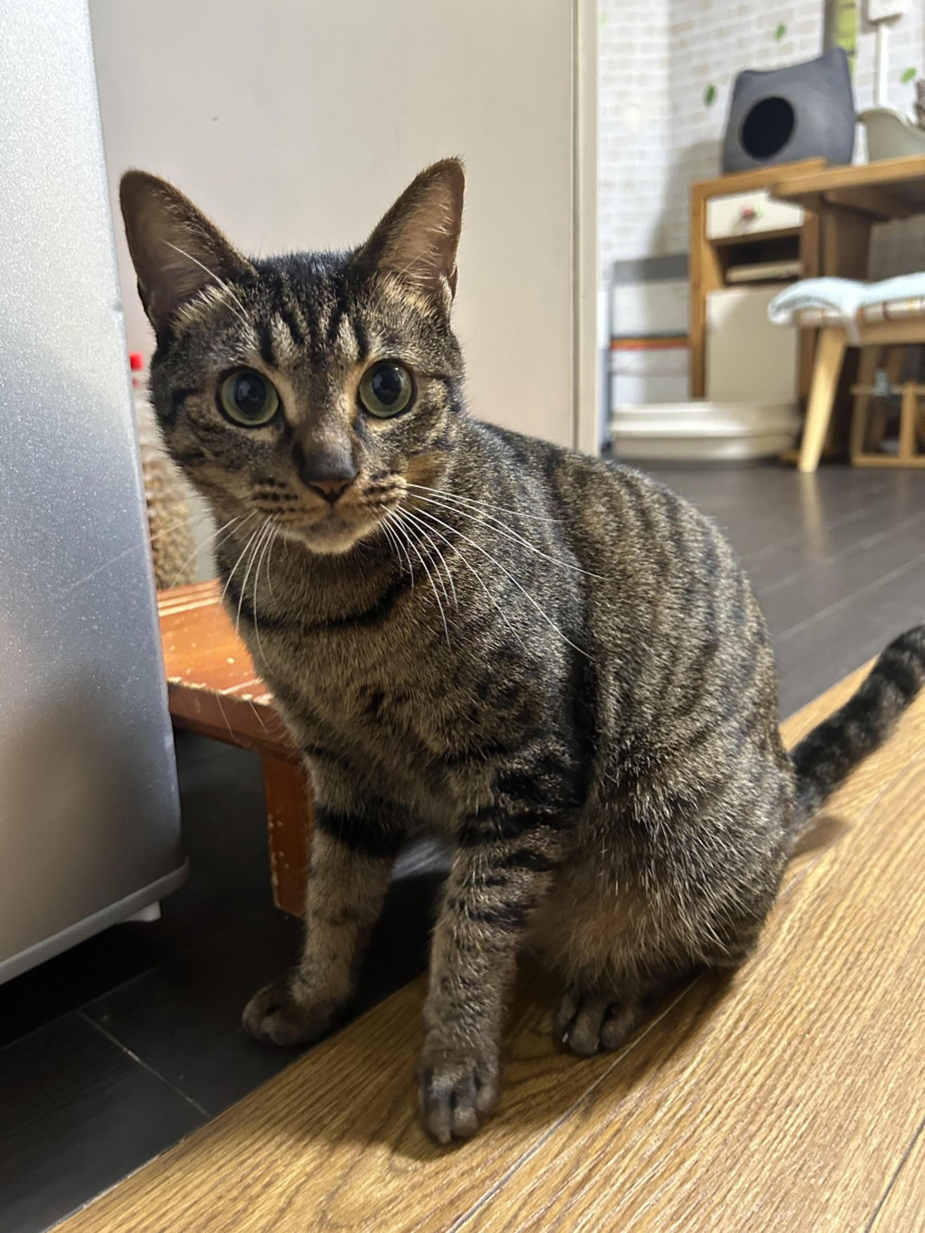 pet-image-10