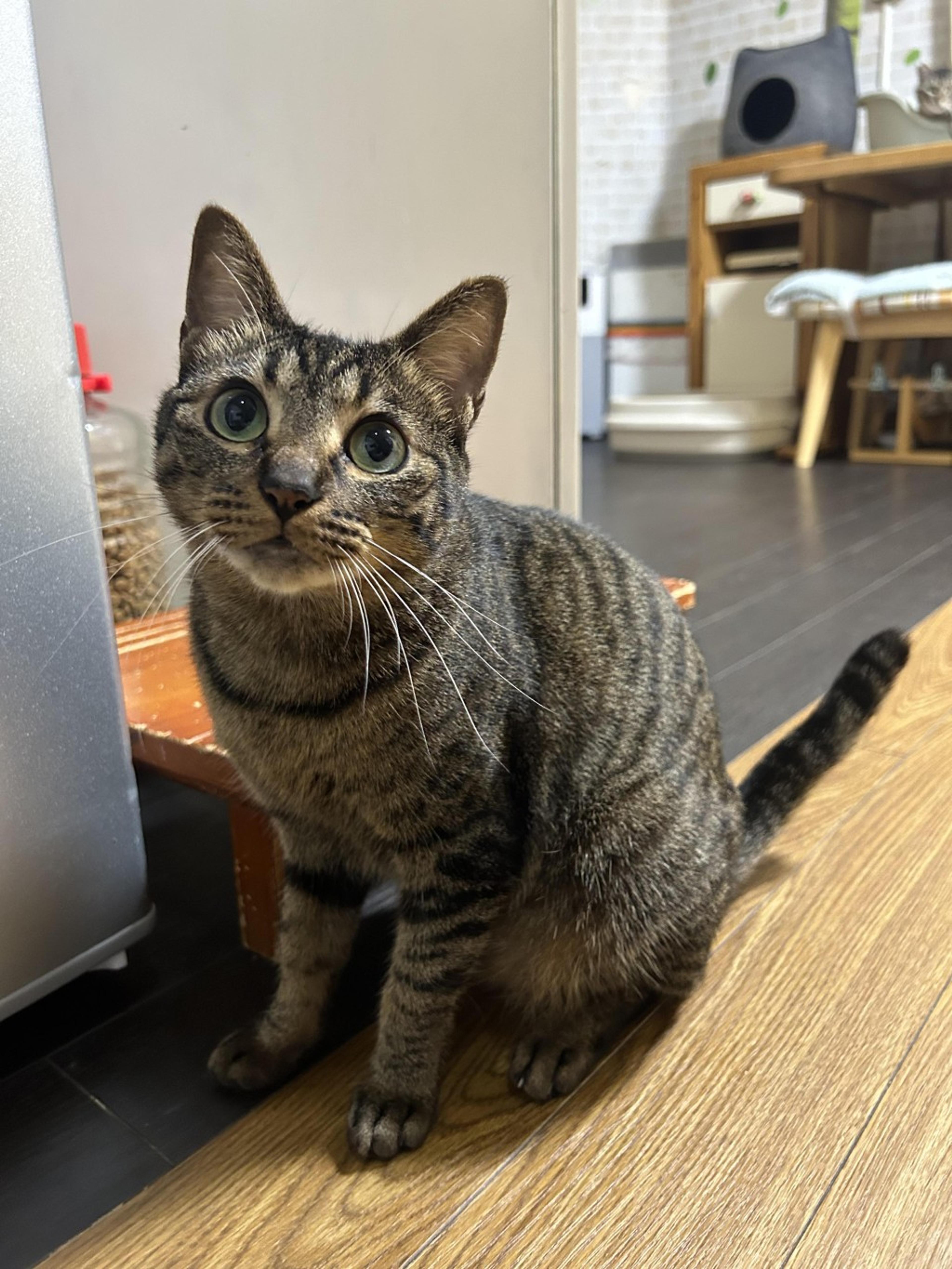 pet-image-2