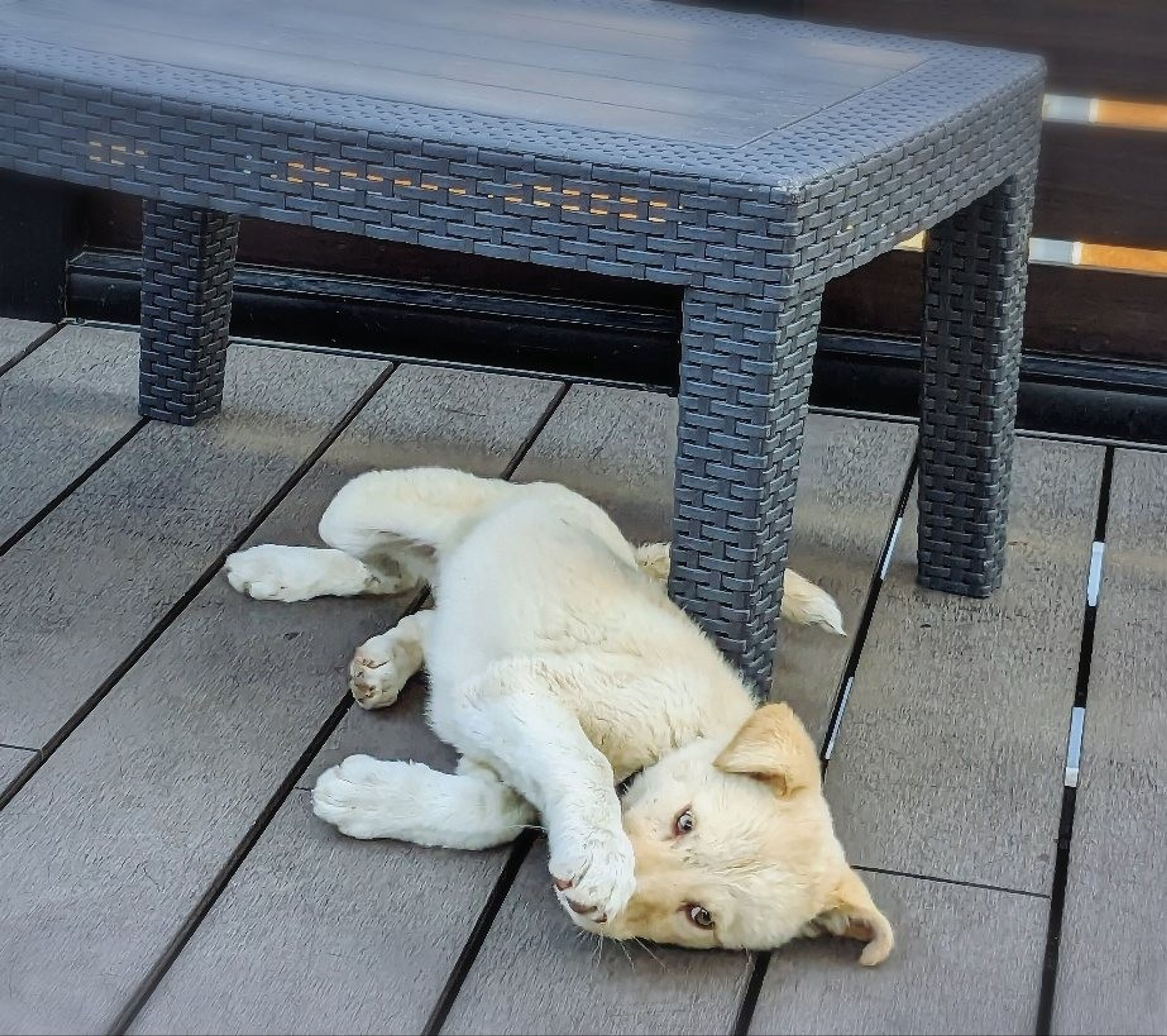 pet-image-3
