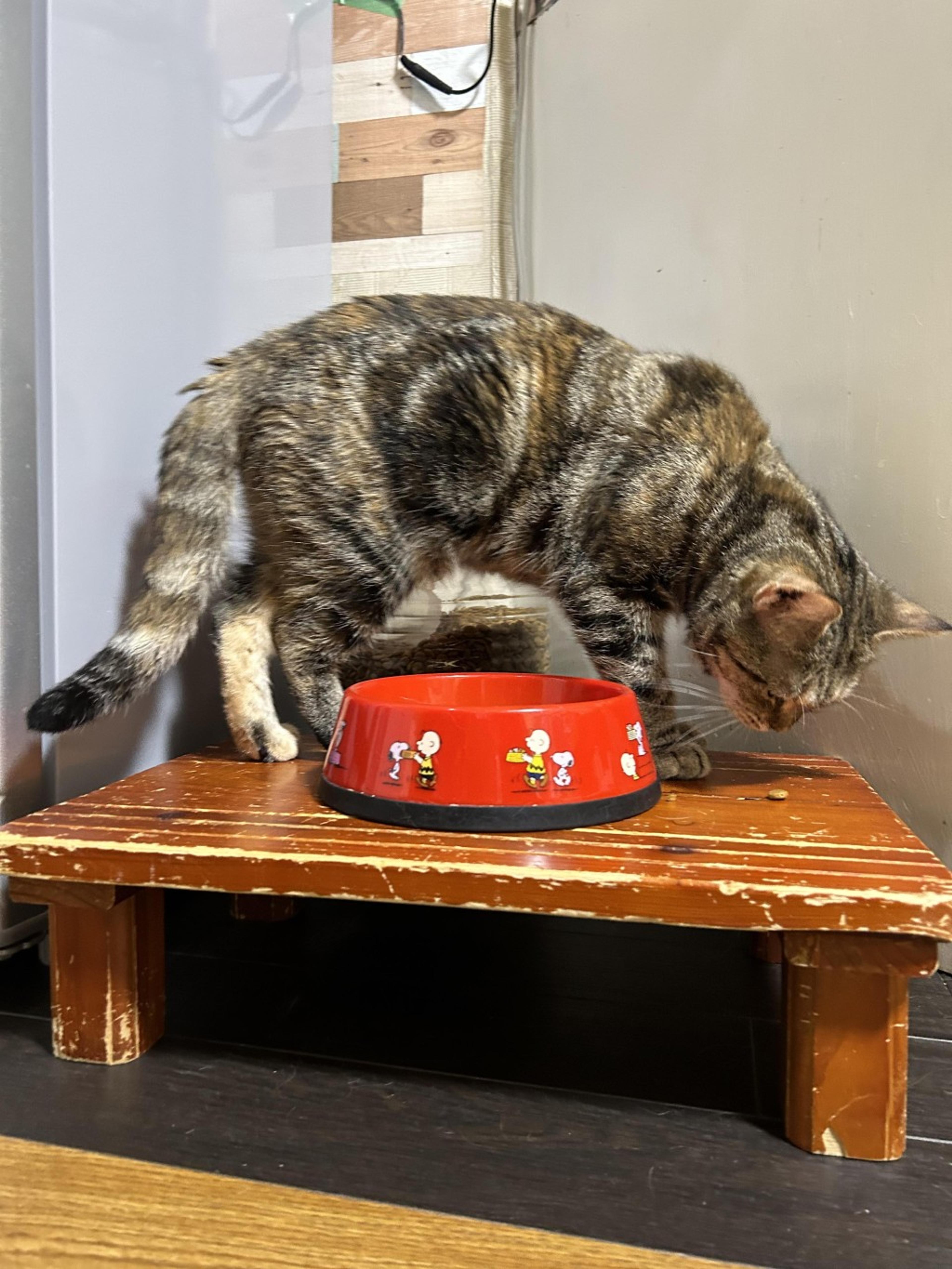 pet-image-7