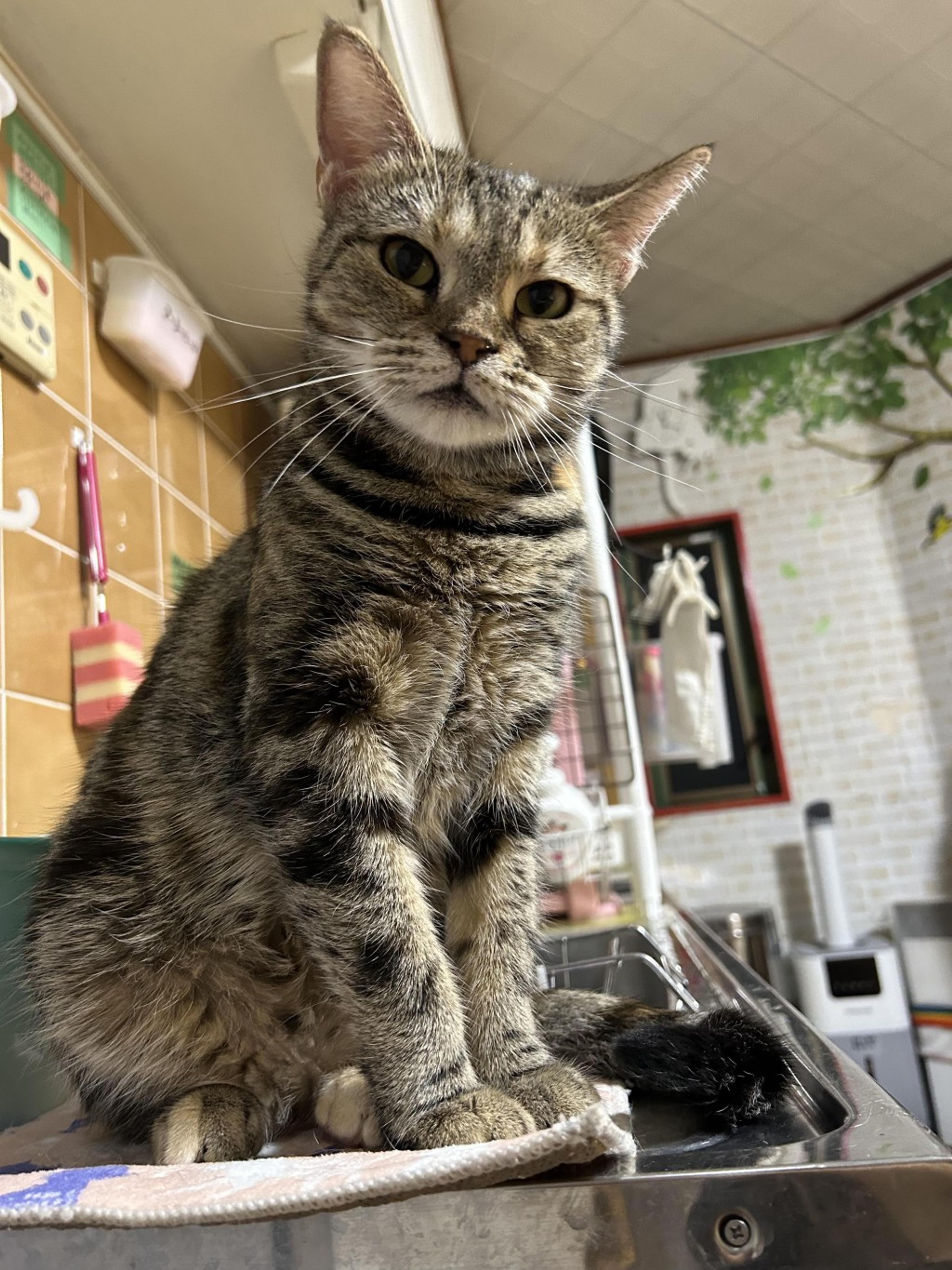 pet-image-4
