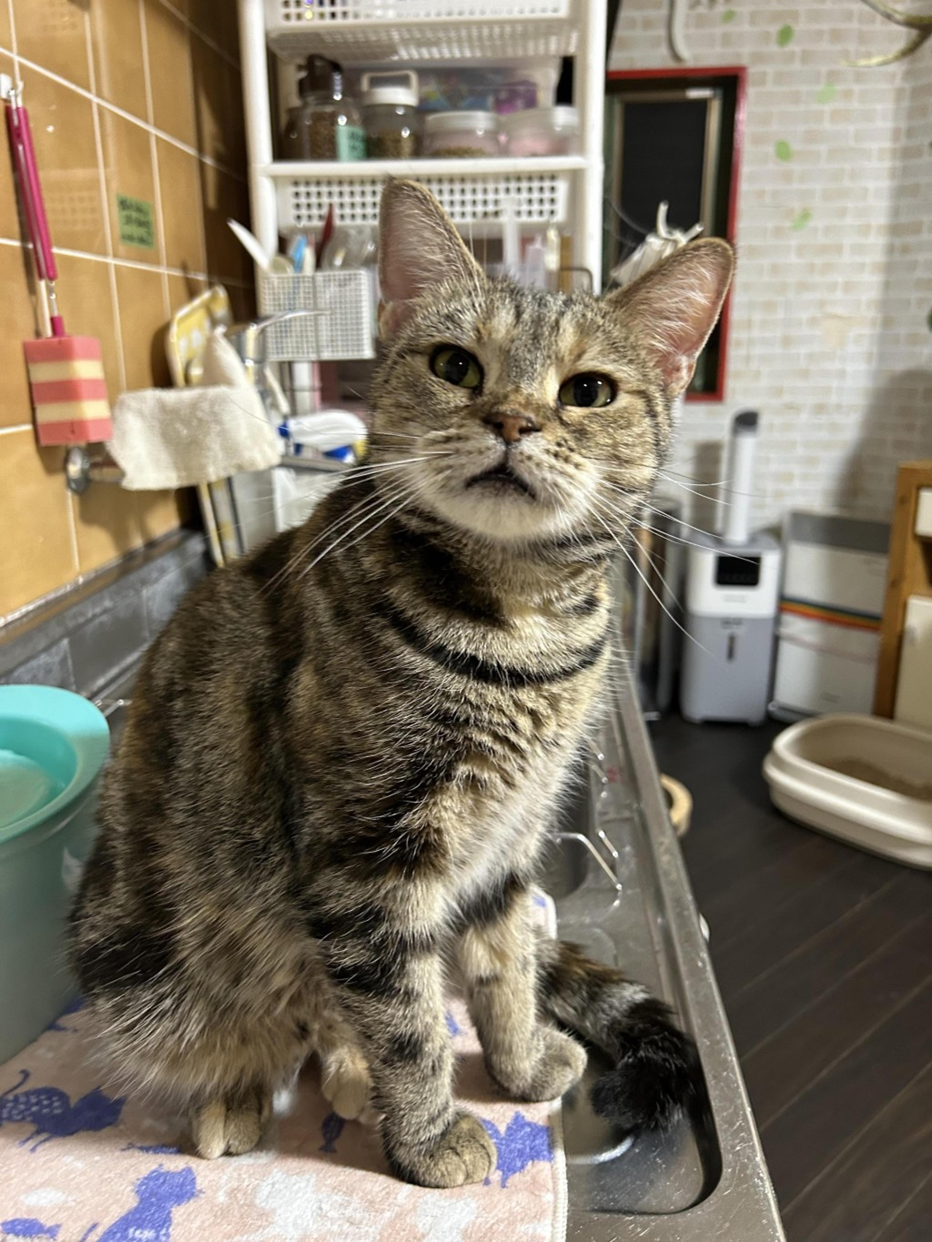 pet-image-2