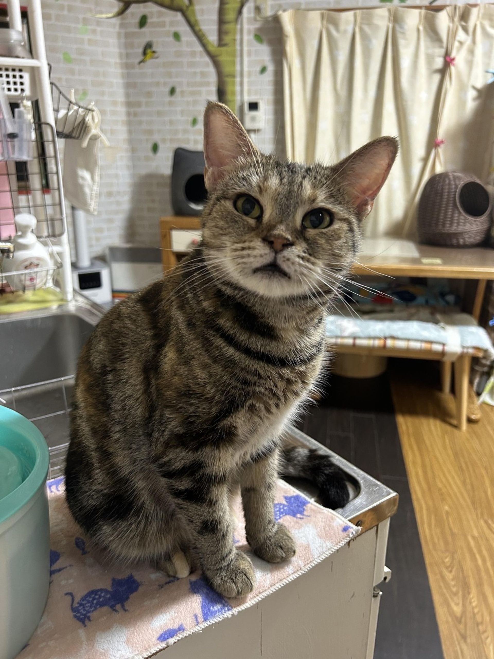 雑種（ミックス猫）・メスの里親募集の写真
