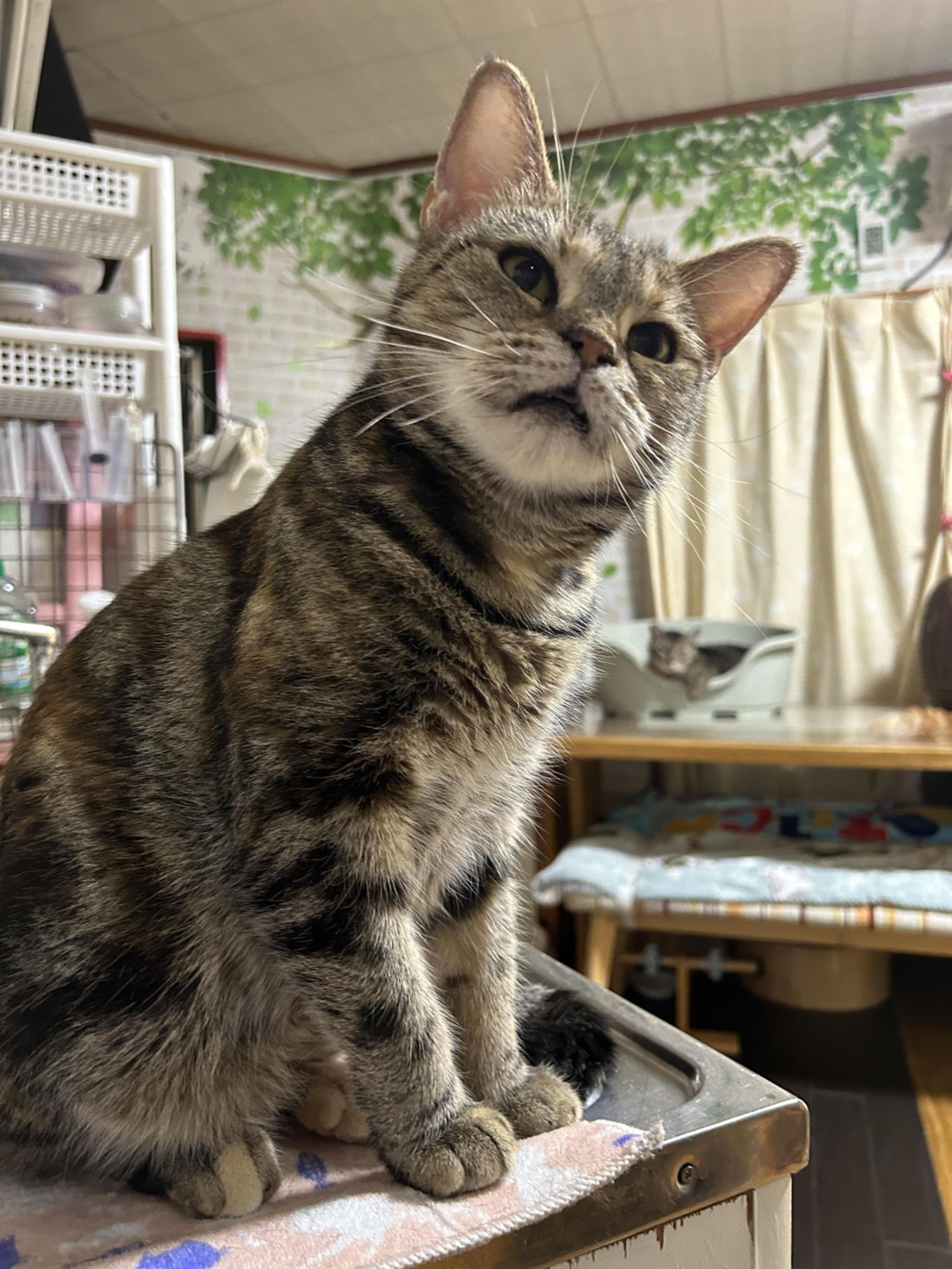 pet-image-5