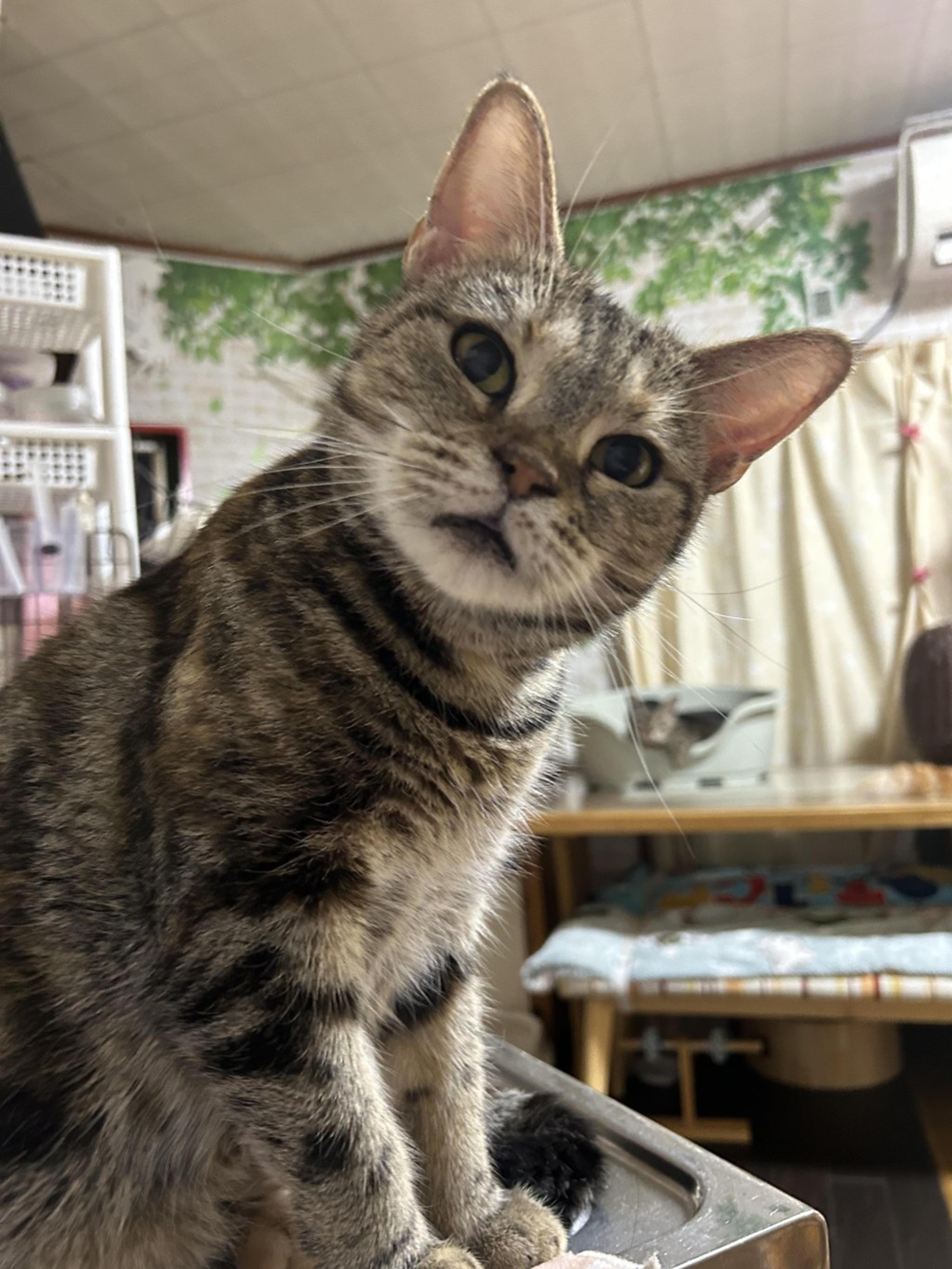 pet-image-6