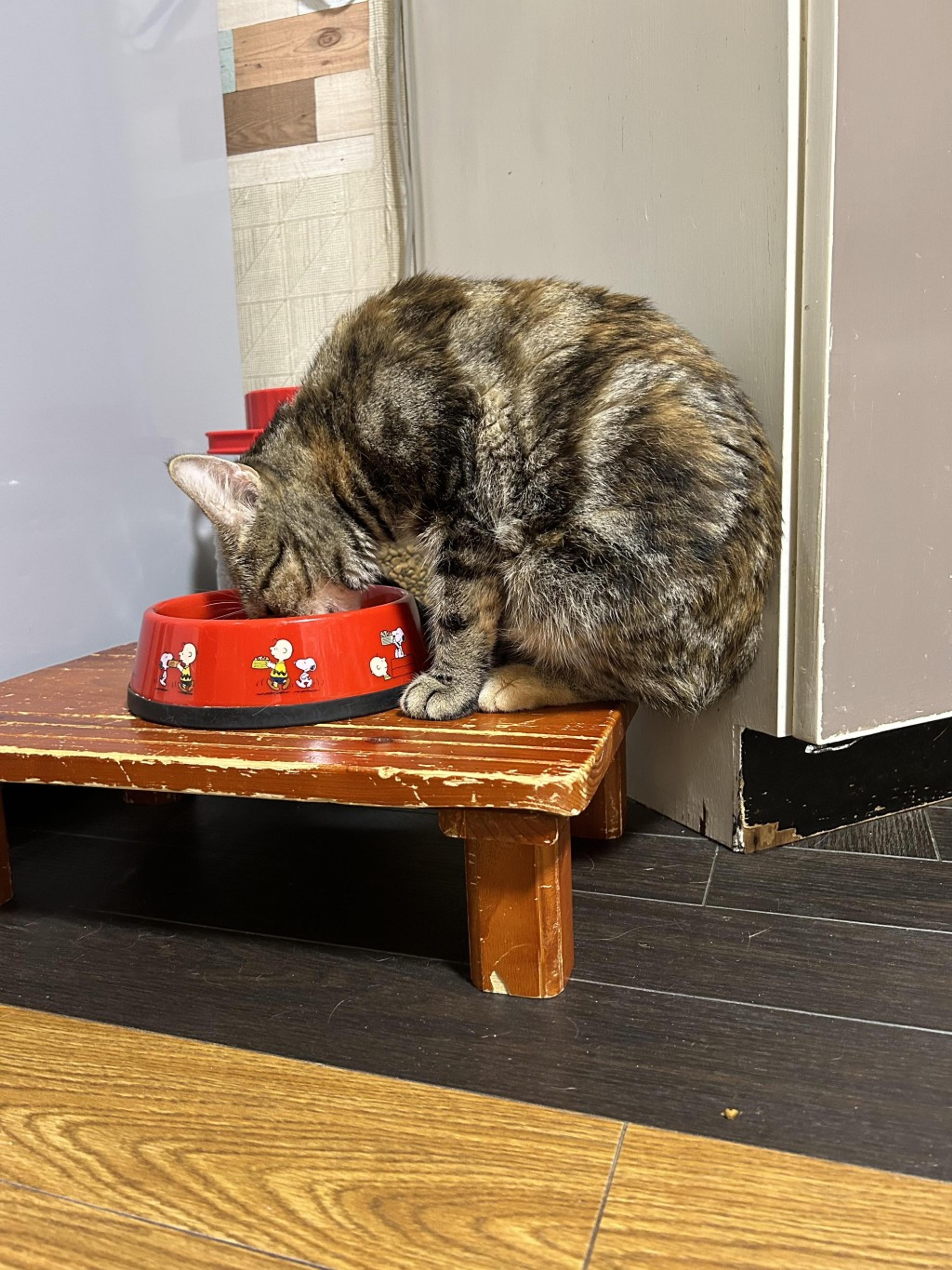 pet-image-8