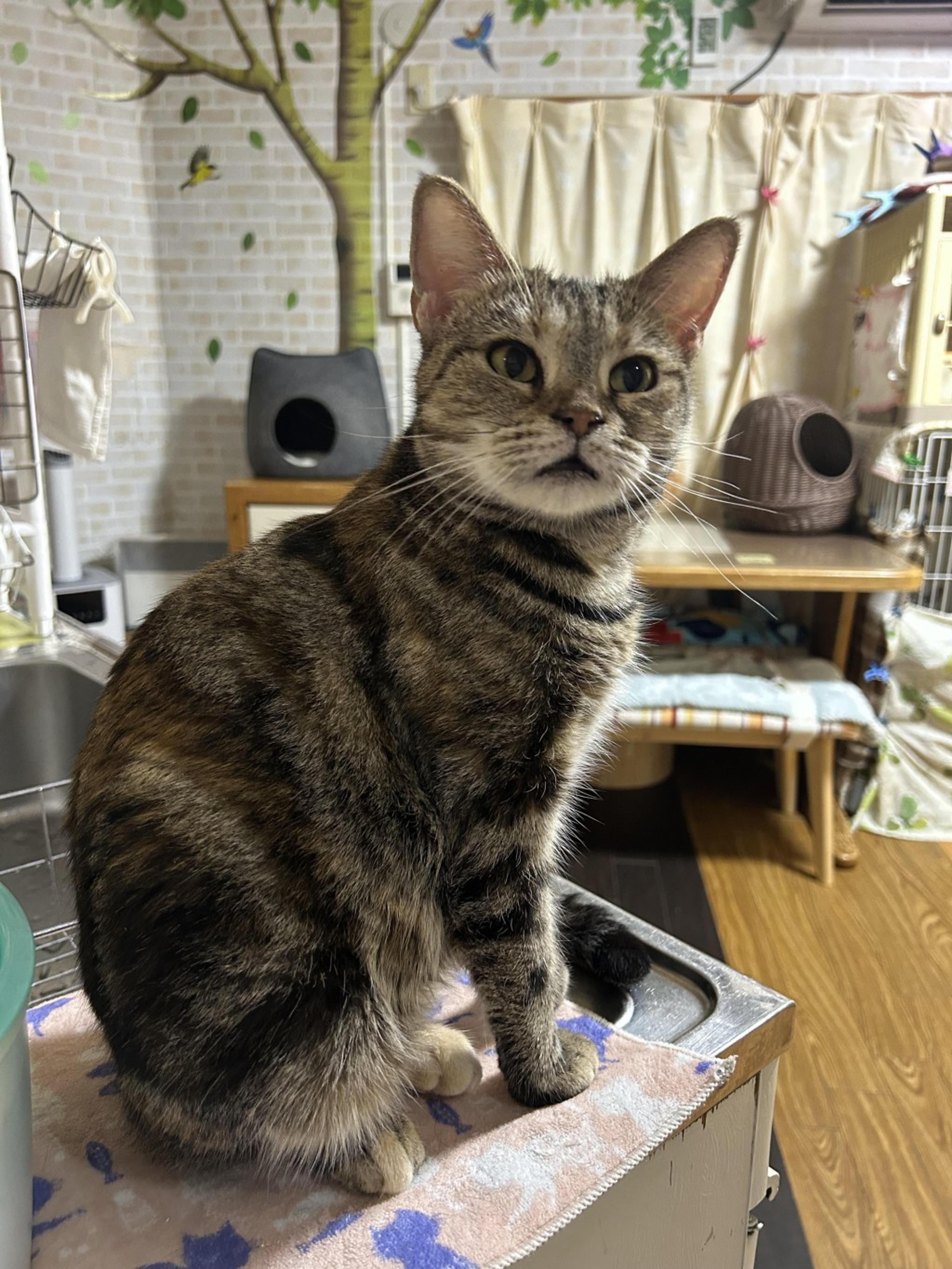 pet-image-3