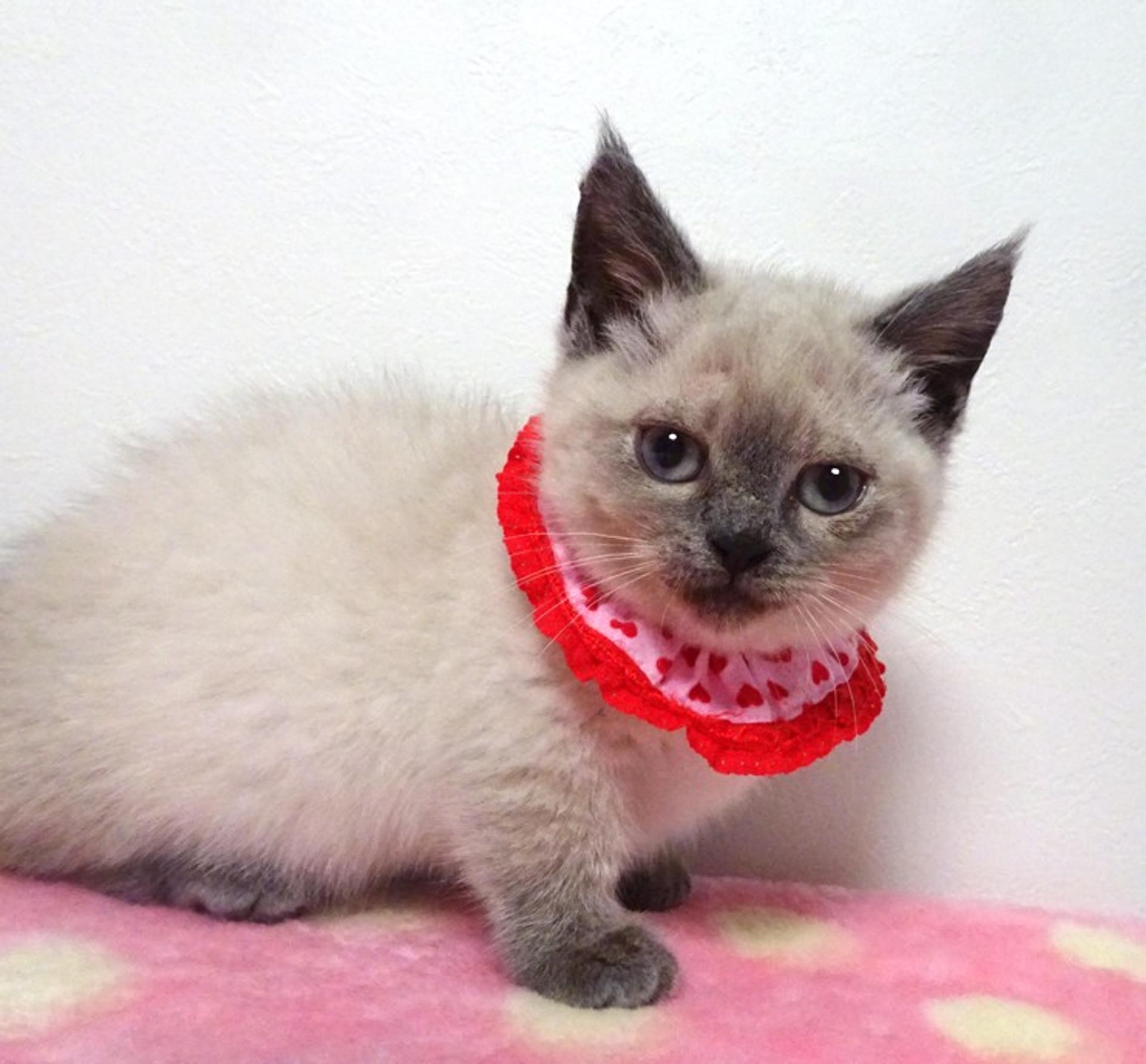 pet-image-3