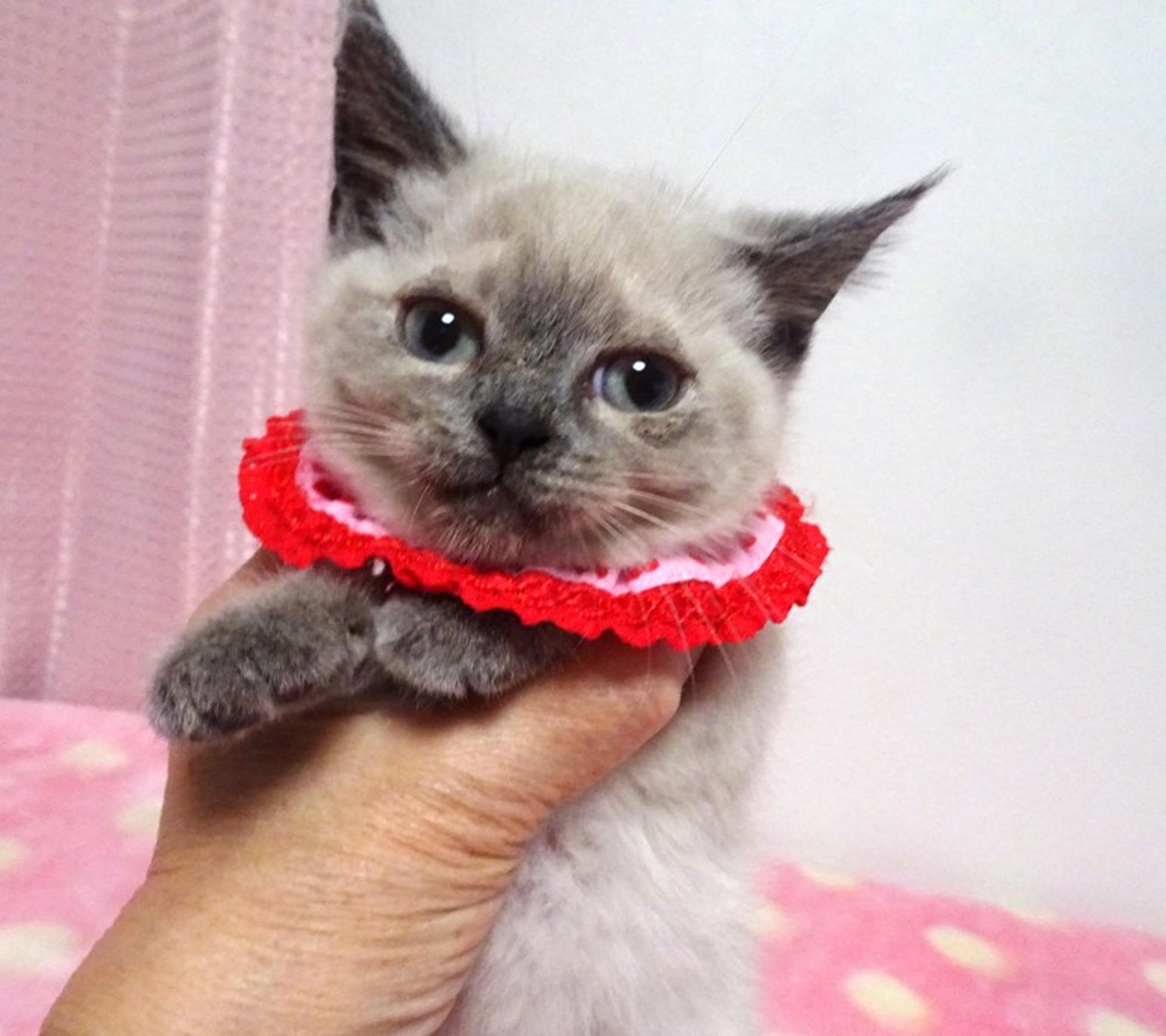 pet-image-4