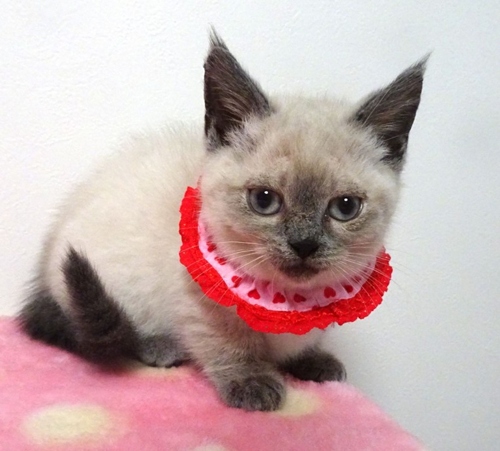 雑種（ミックス猫）・メスの里親募集の写真