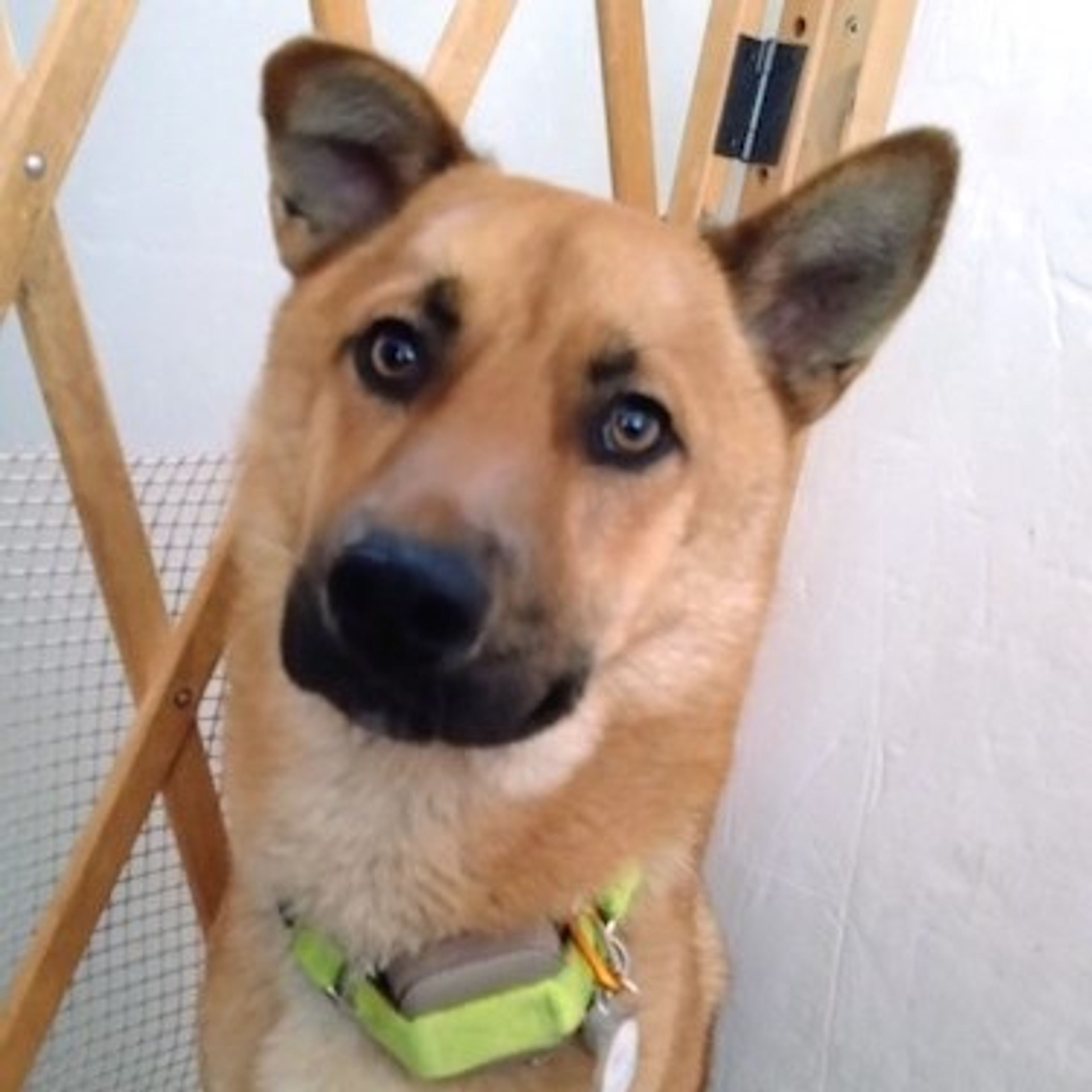 雑種（ミックス犬）・オスの里親募集の写真
