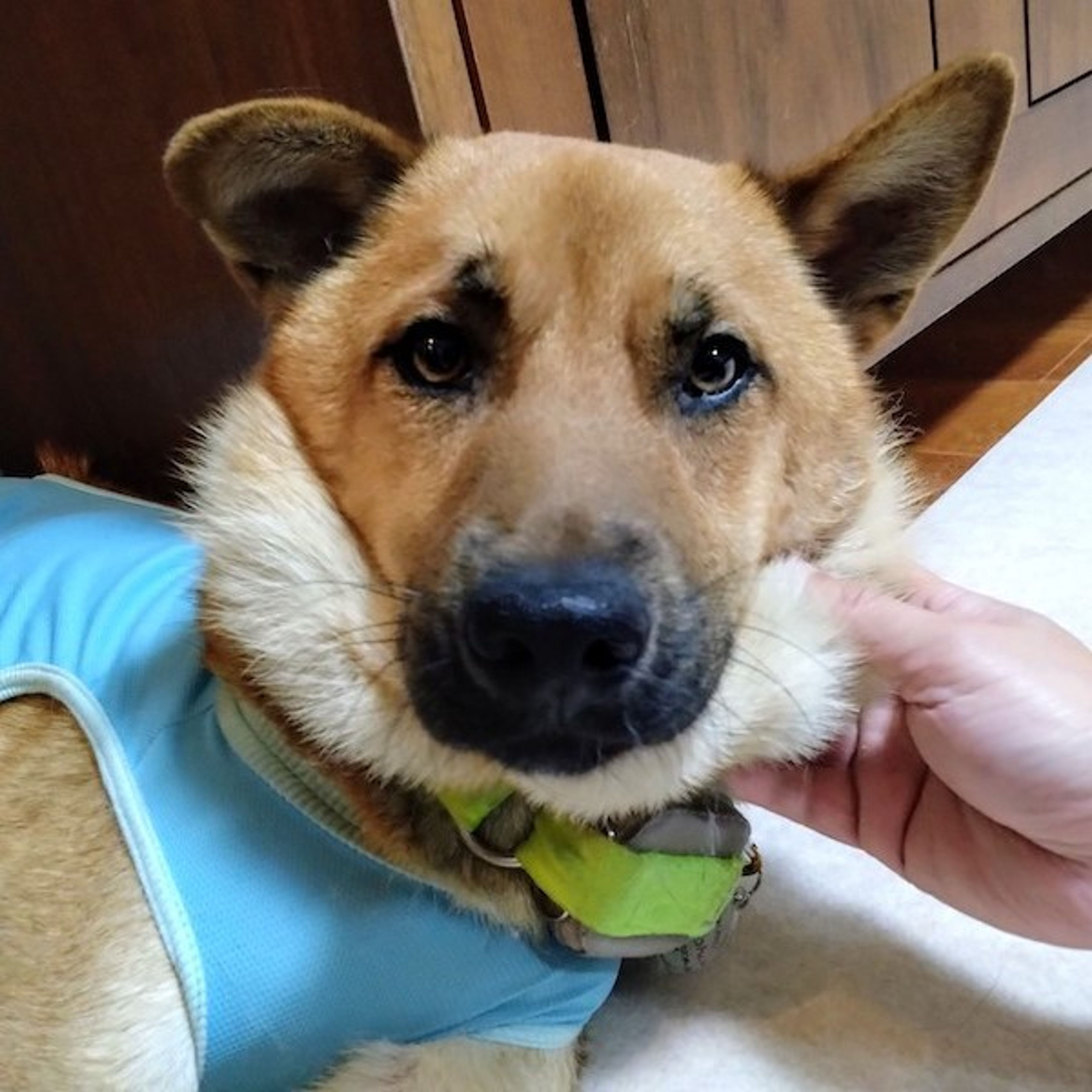 pet-image-3