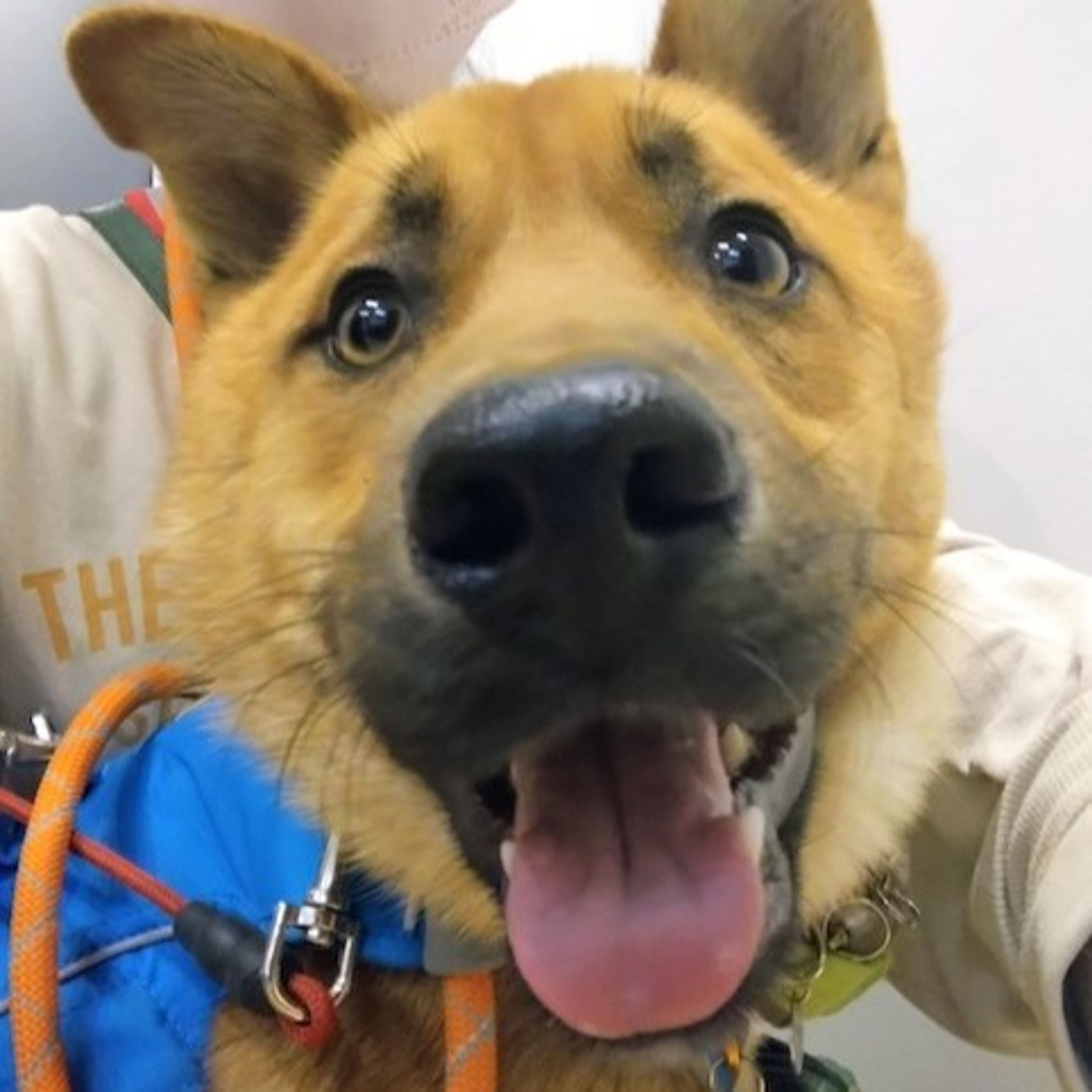 pet-image-4