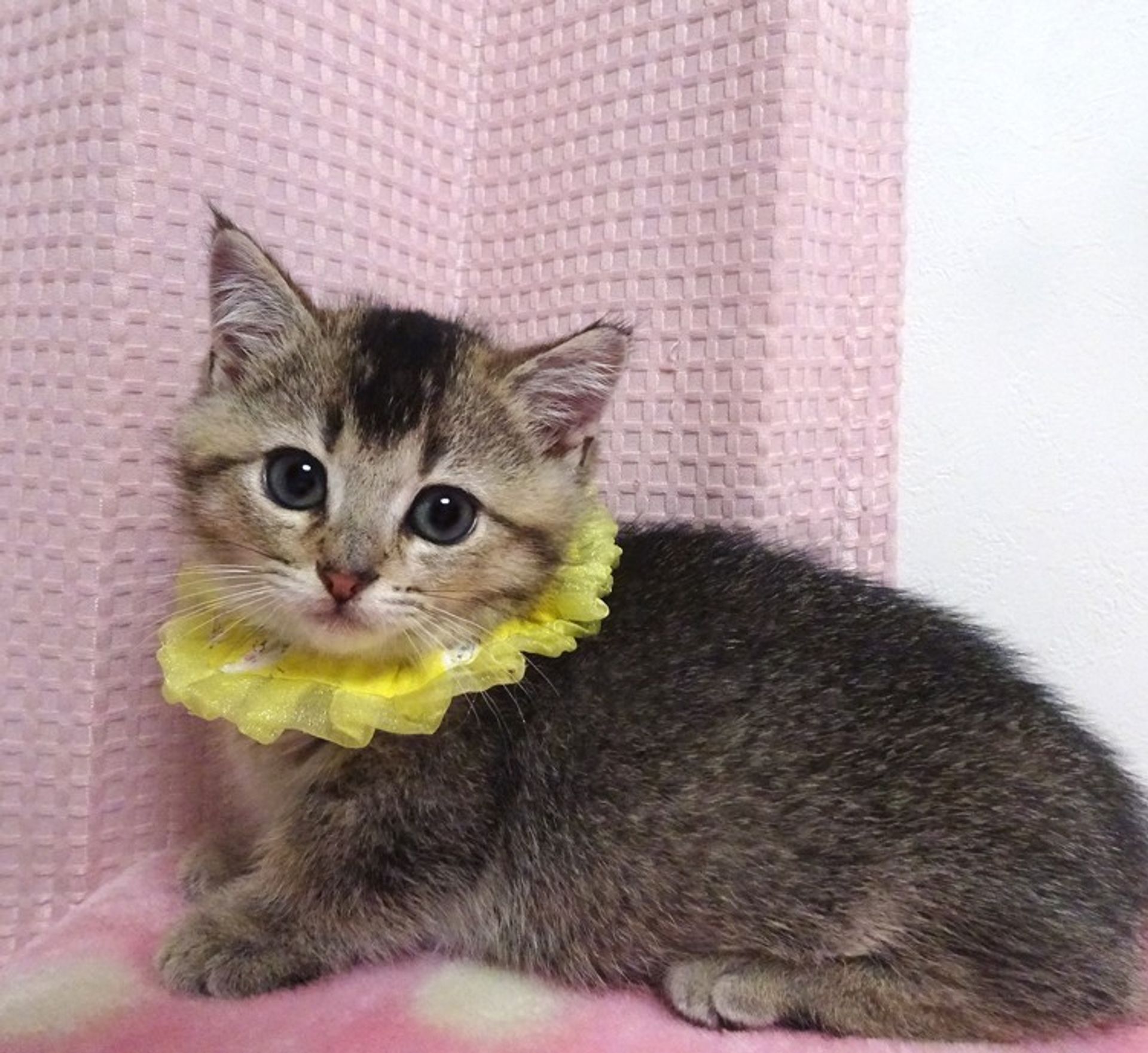 雑種（ミックス猫）・オスの里親募集の写真