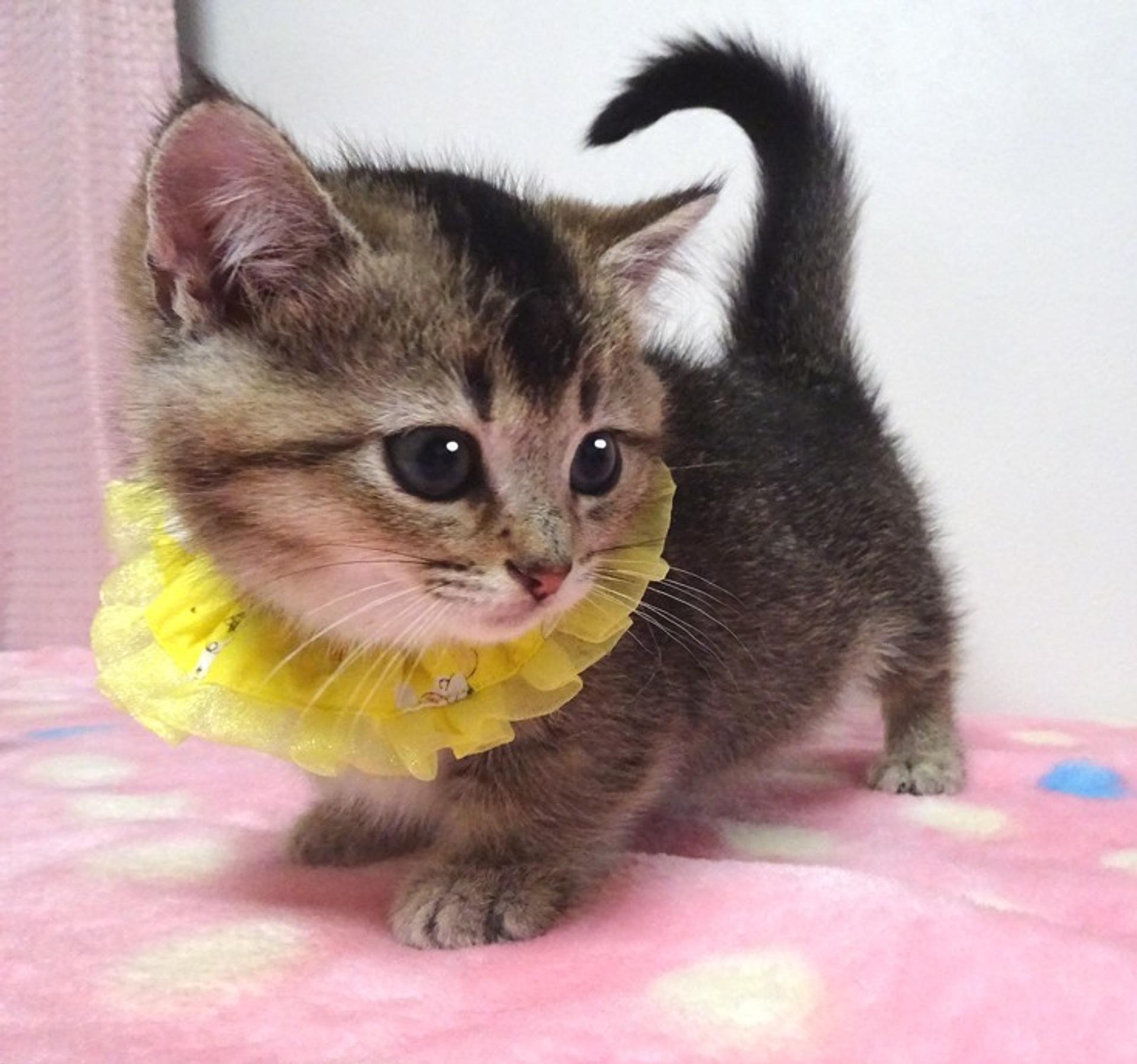 pet-image-2