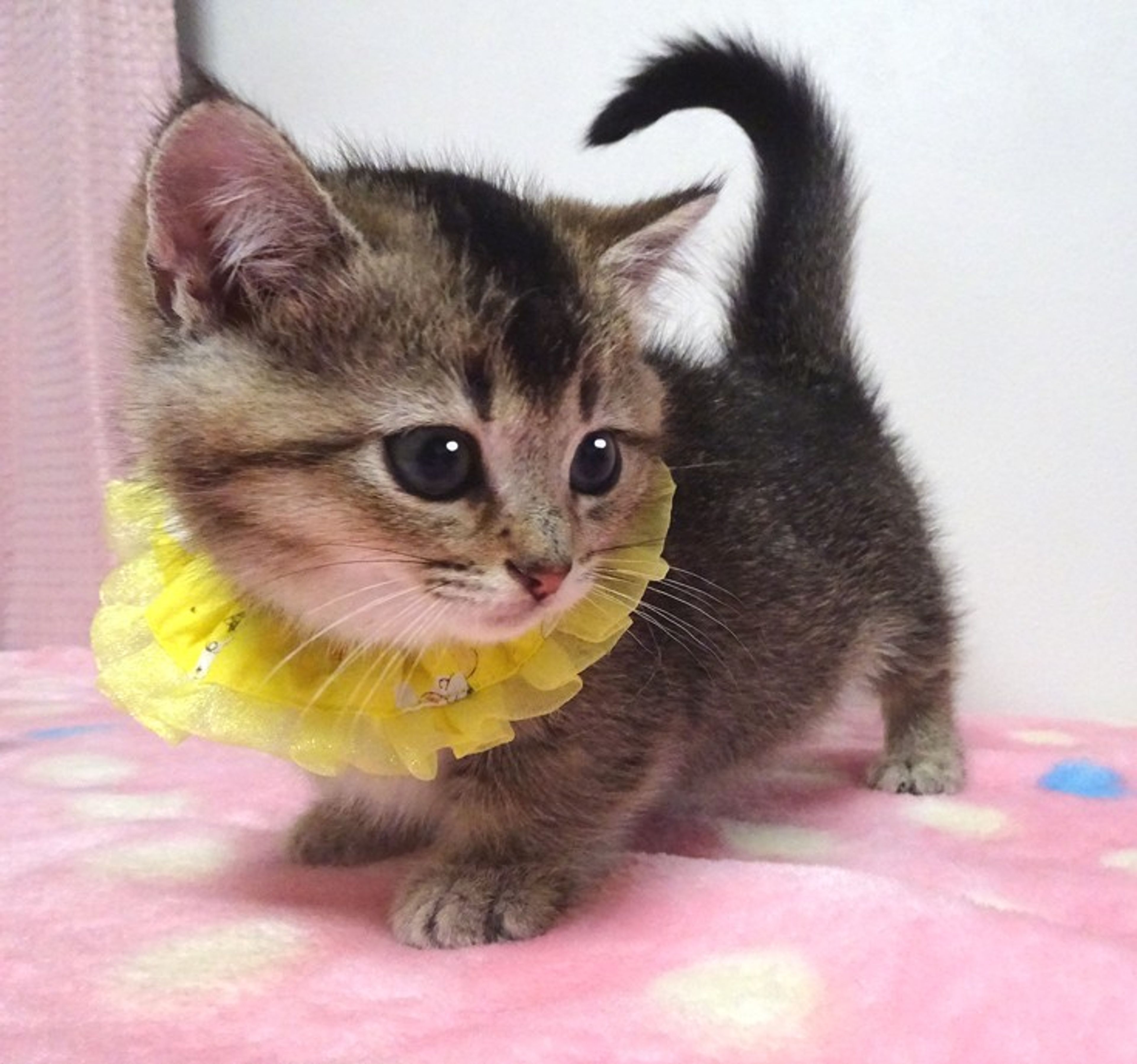 pet-image-2