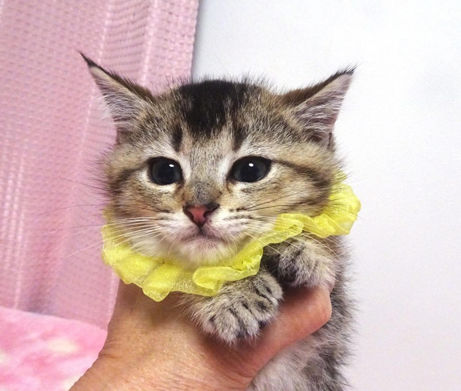 pet-image-3