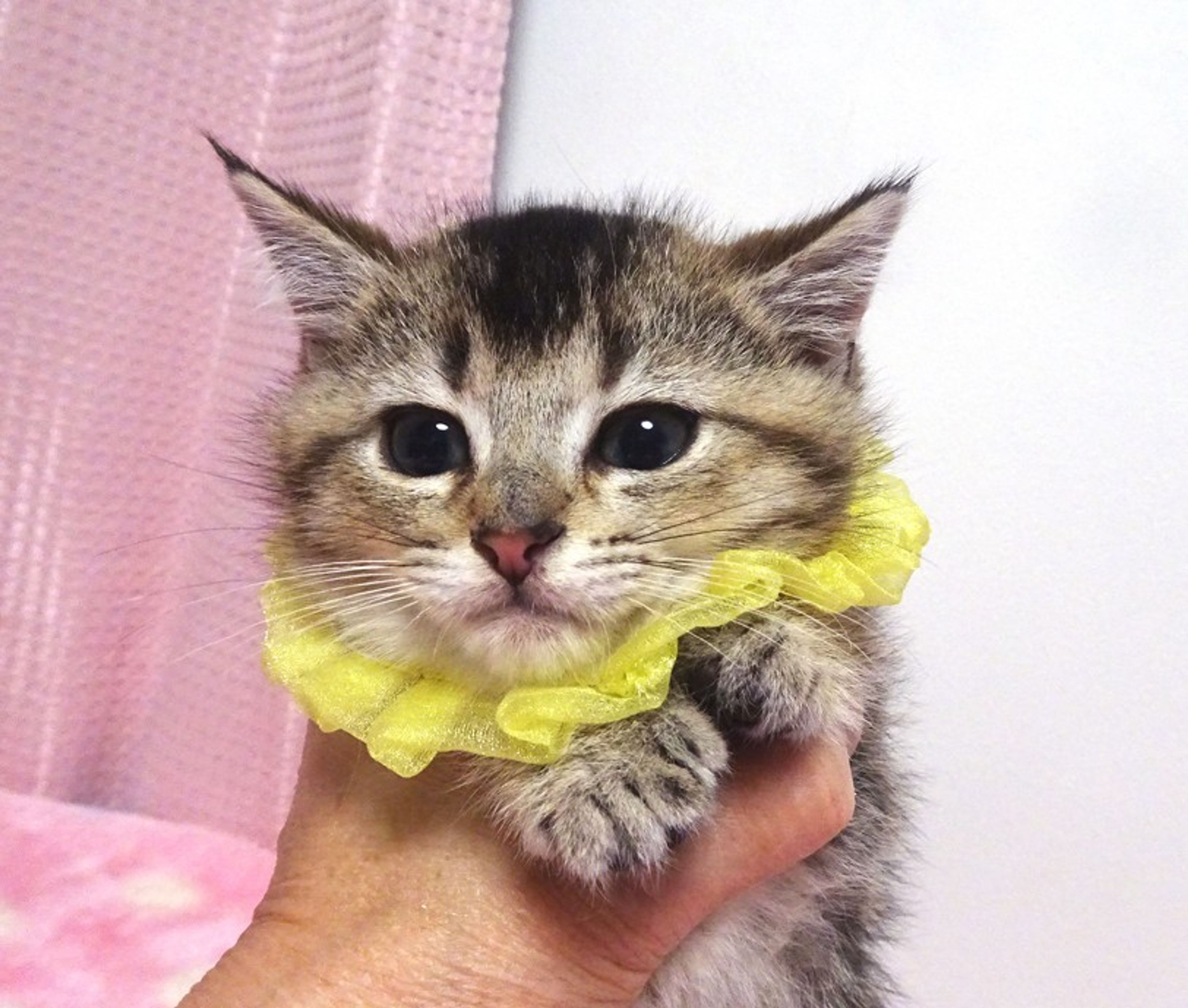 pet-image-3