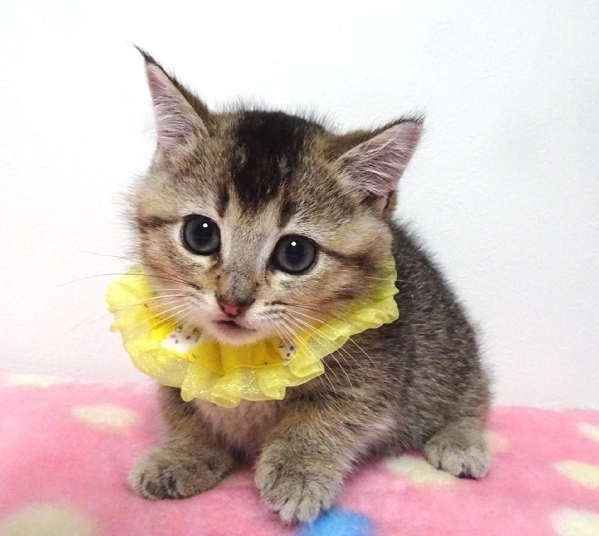 pet-image-4