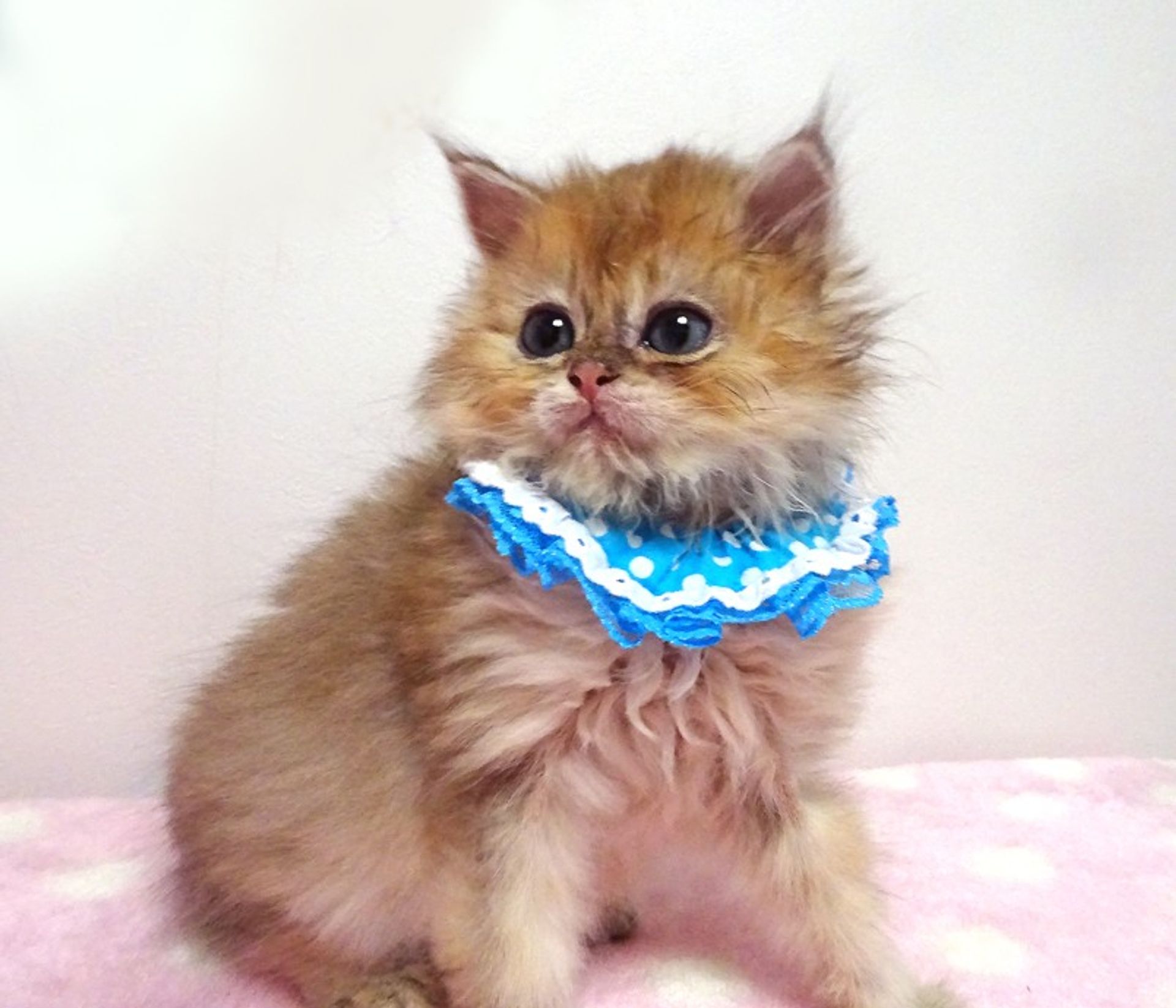 雑種（ミックス猫）・オスの里親募集の写真