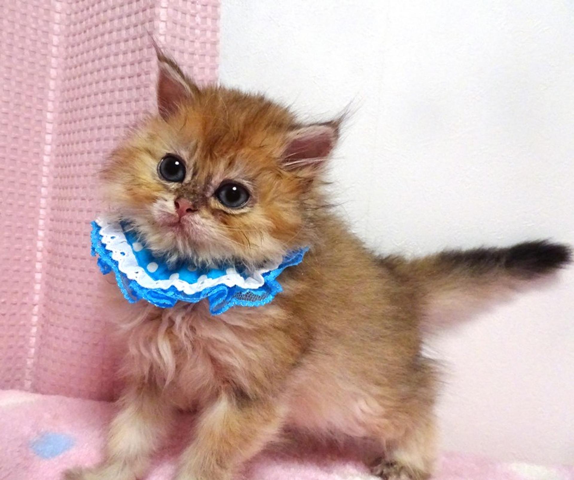pet-image-3